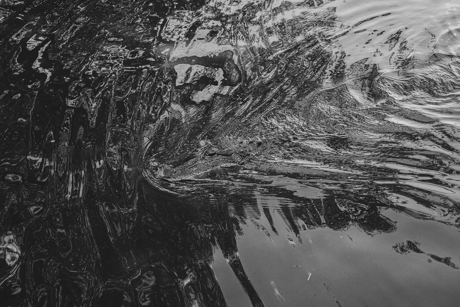 A baby alligator swimming through the waters of a swamp looking for it's next meal, New Orleans, La, 2014