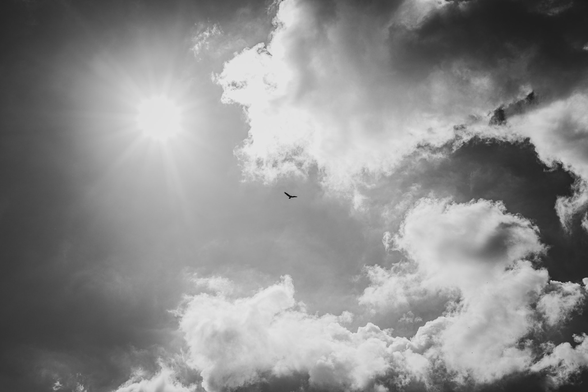 A lone Osprey flying high in the clouds above the swamps, New Orleans, La 2014