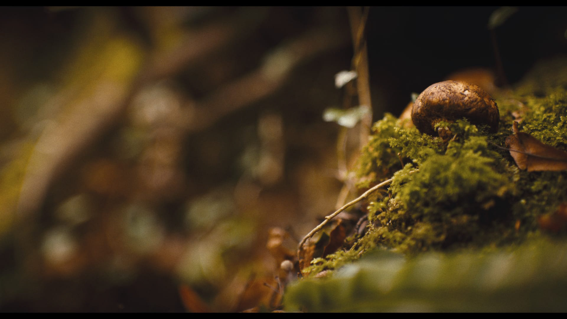 The Green Man - Verve Bee Media Ltd 2024