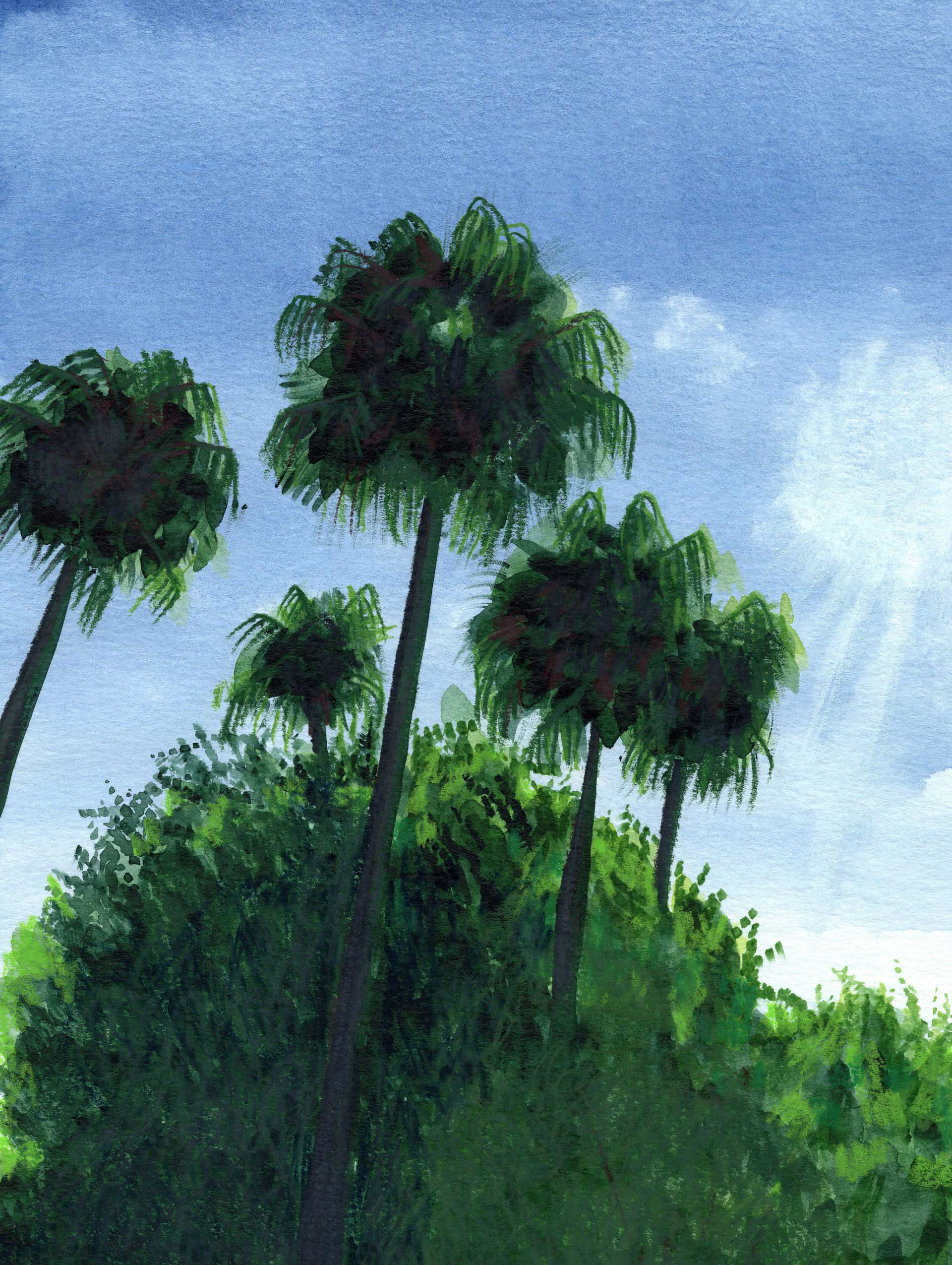 Palm trees landscape