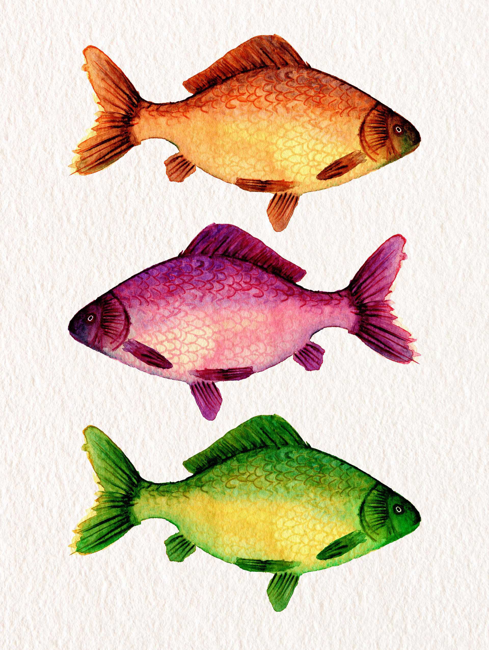 Three vibrant fishes
