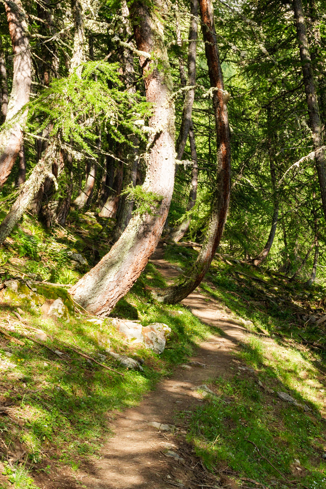 Sentier sous les mélèzes