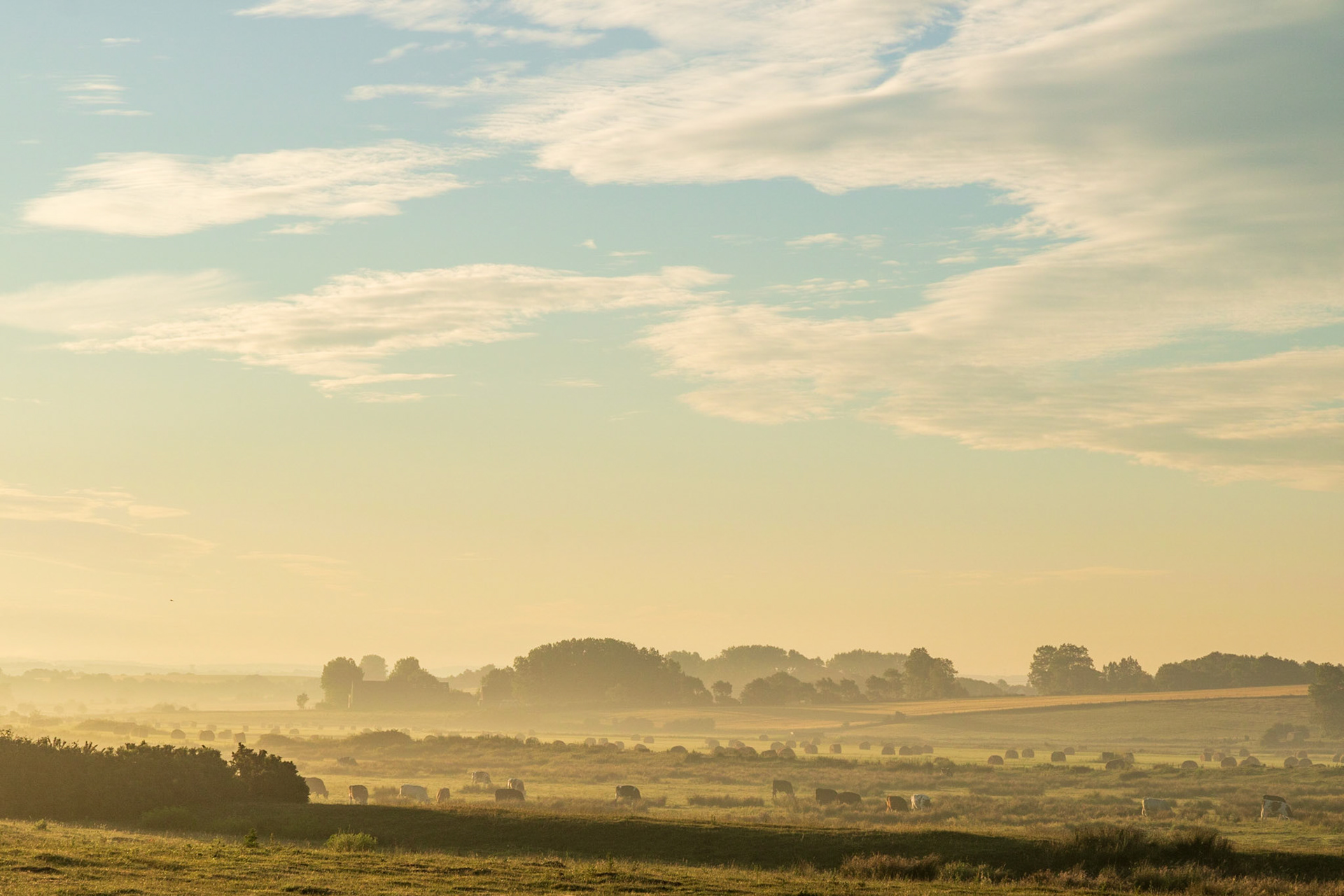 Le jour se lève sur le Marais de la Slack où paissent des vaches