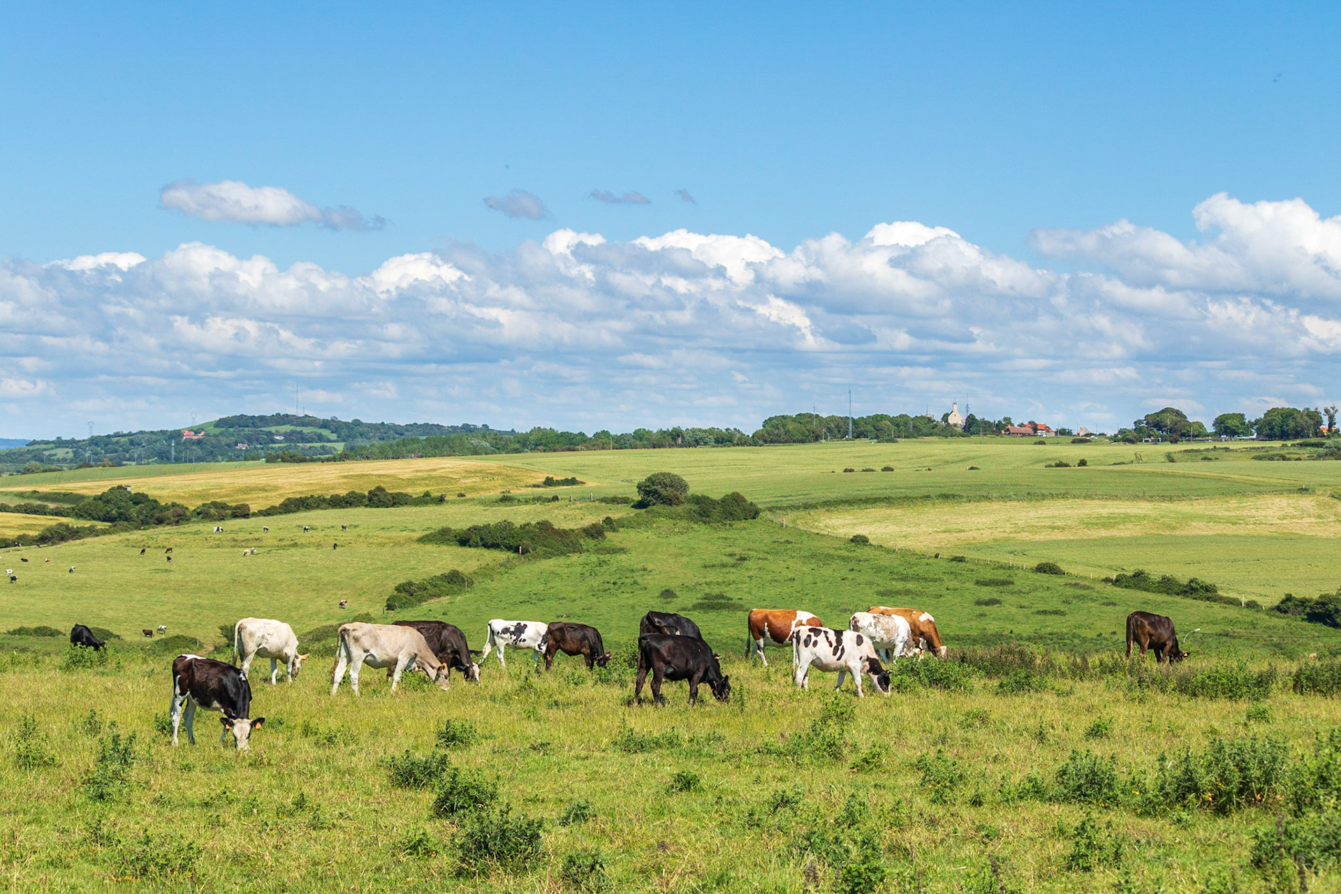 Vaches dans une pâture sur le littoral de la Côte d'Opale, près d'Equihen. Au fond, le viaduc d'Echinghen