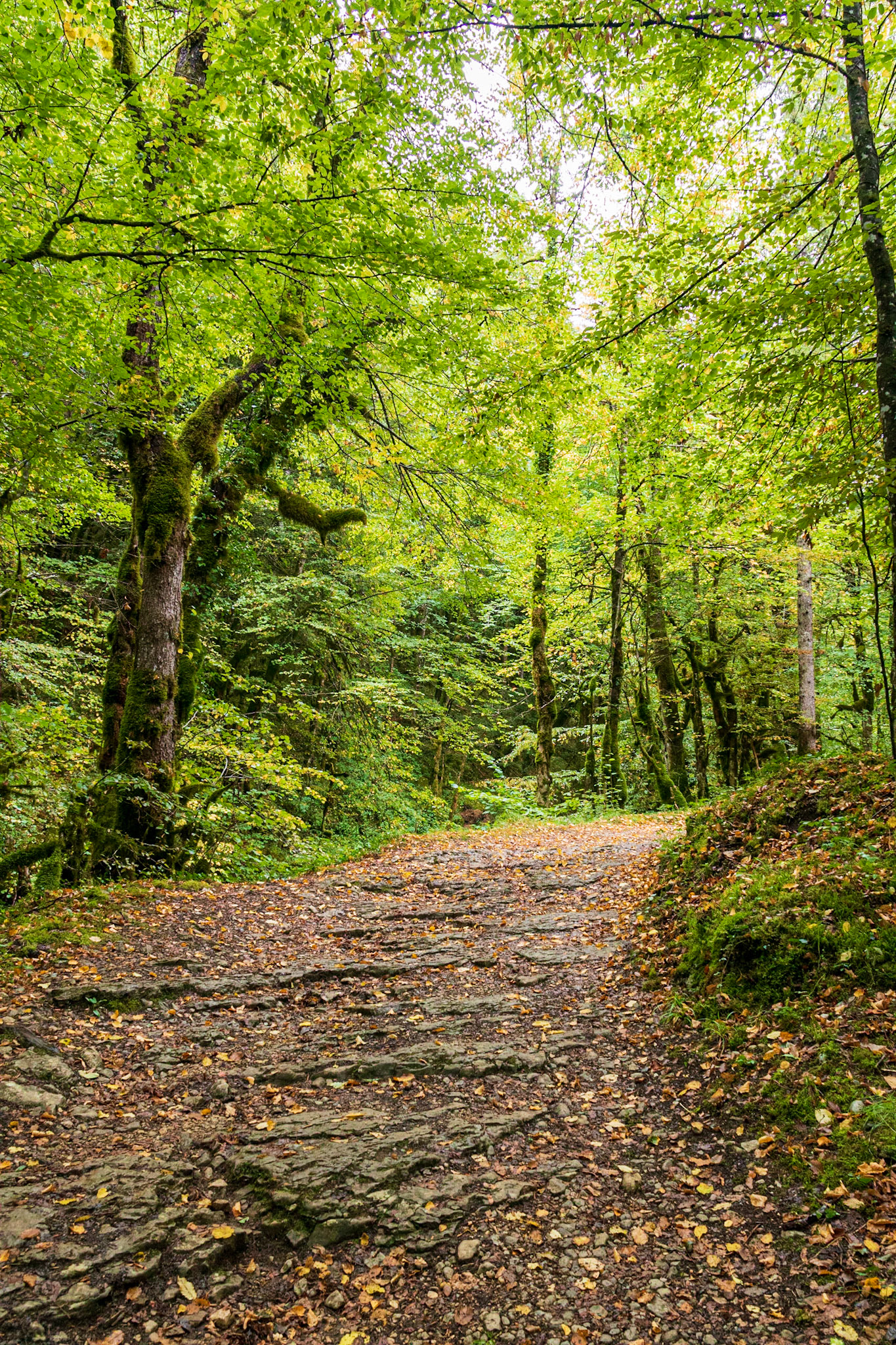 Sentier dans les sous-bois du Jura