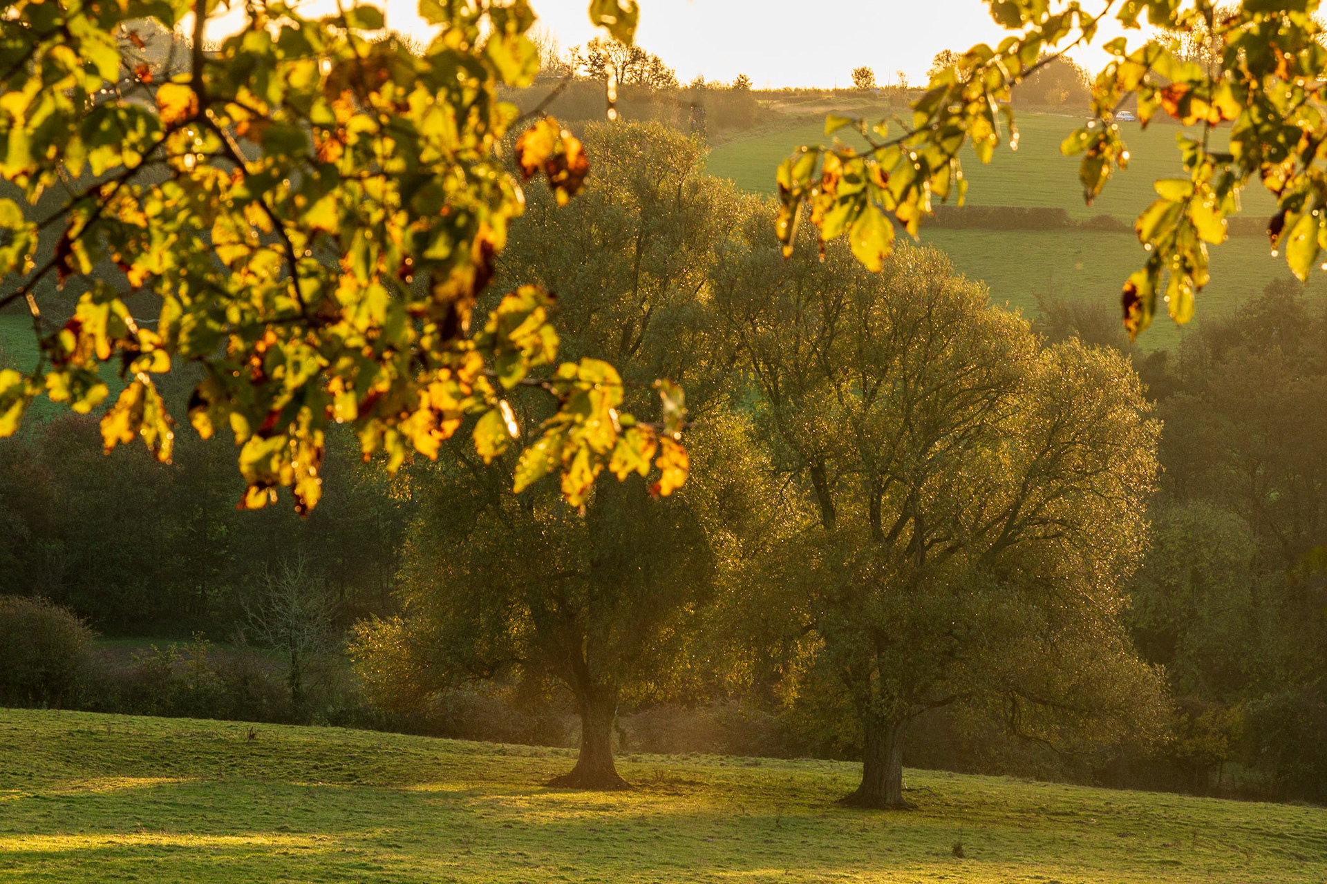 Deux arbres à l'aube