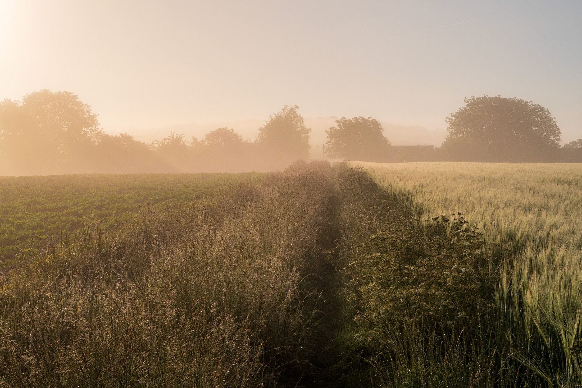 Chemin herbeux à l'aube