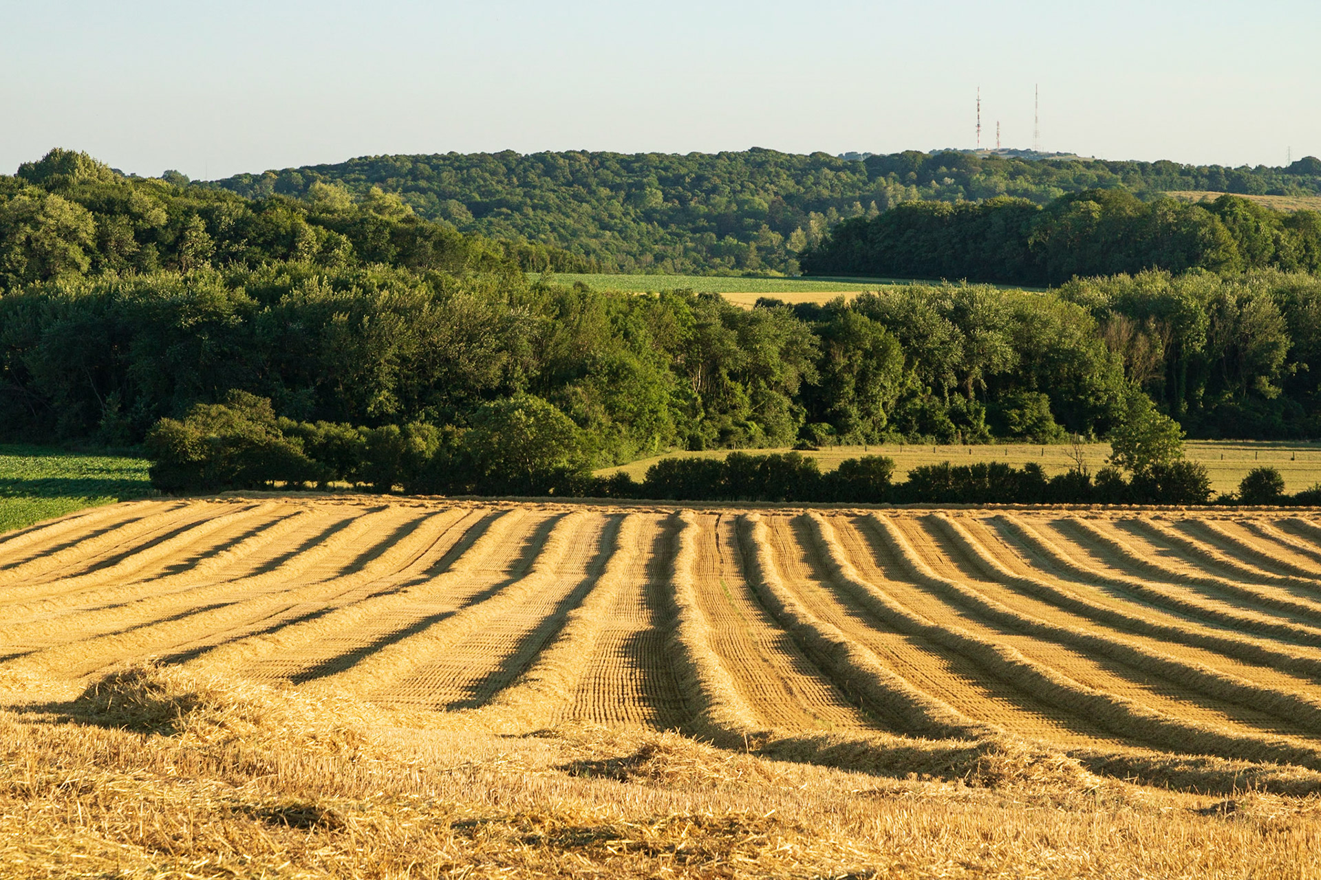 La paille du blé fauché forme des lignes dans la campagne boulonnaise