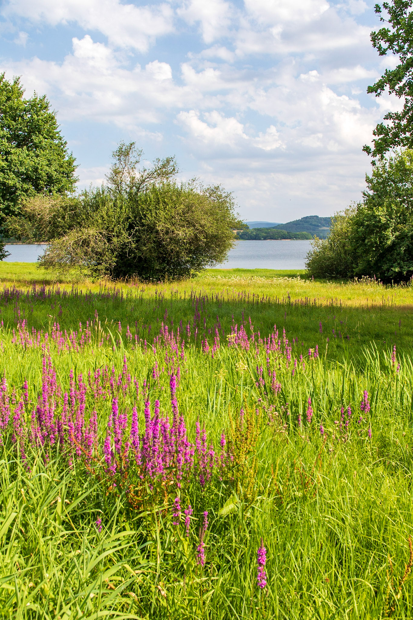 Berges fleurries du lac de Pannecière