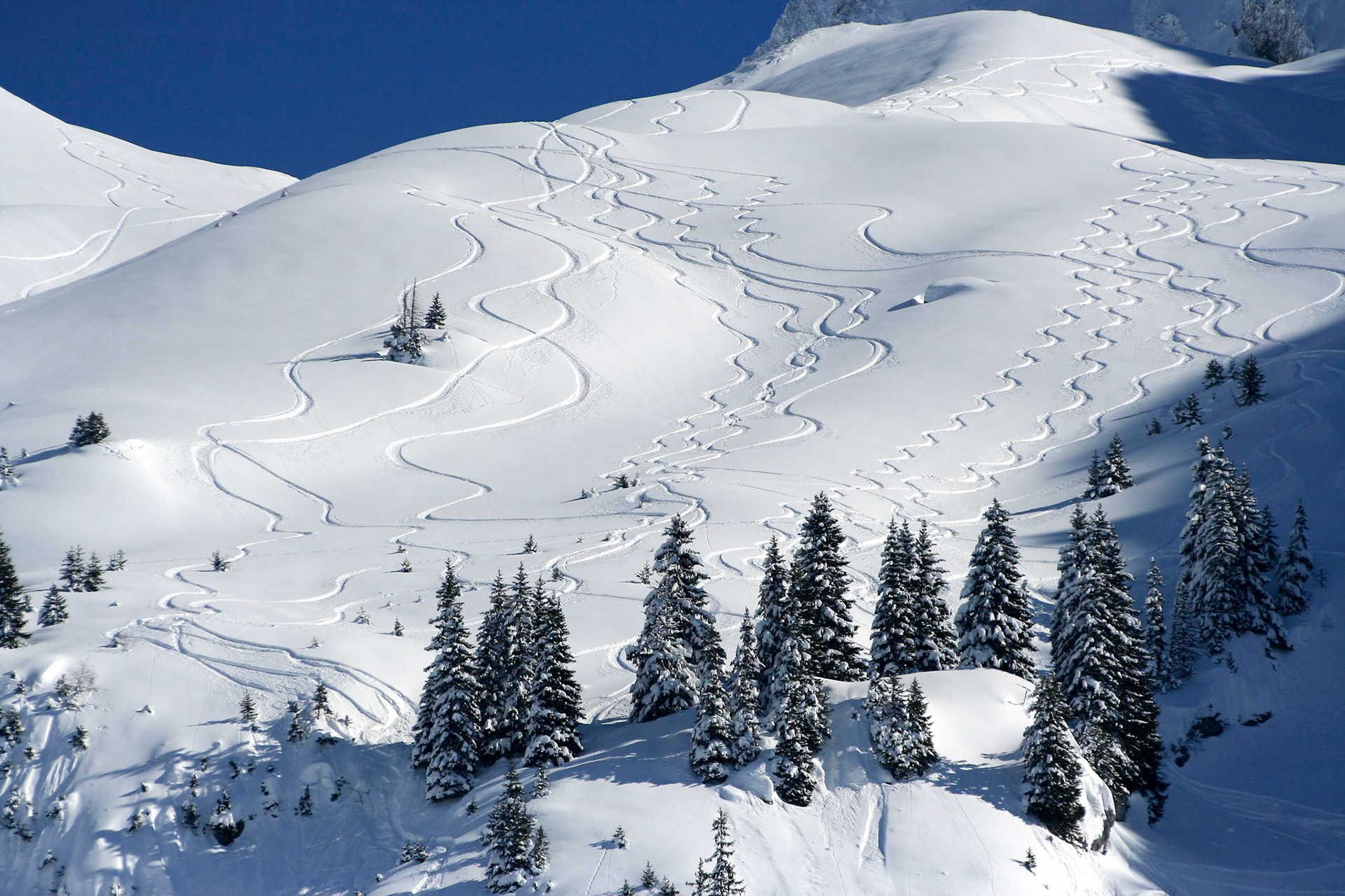Les Confins - Traces de ski et épicéas sous la neige. Haute-Savoie