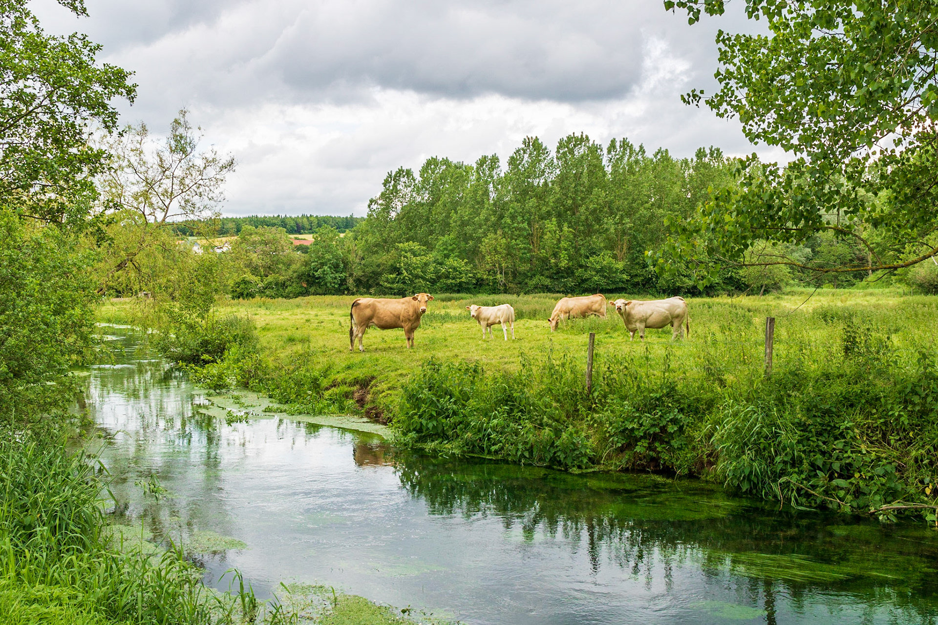 Vaches dans une pâture au bord de l'Aa, à Renty