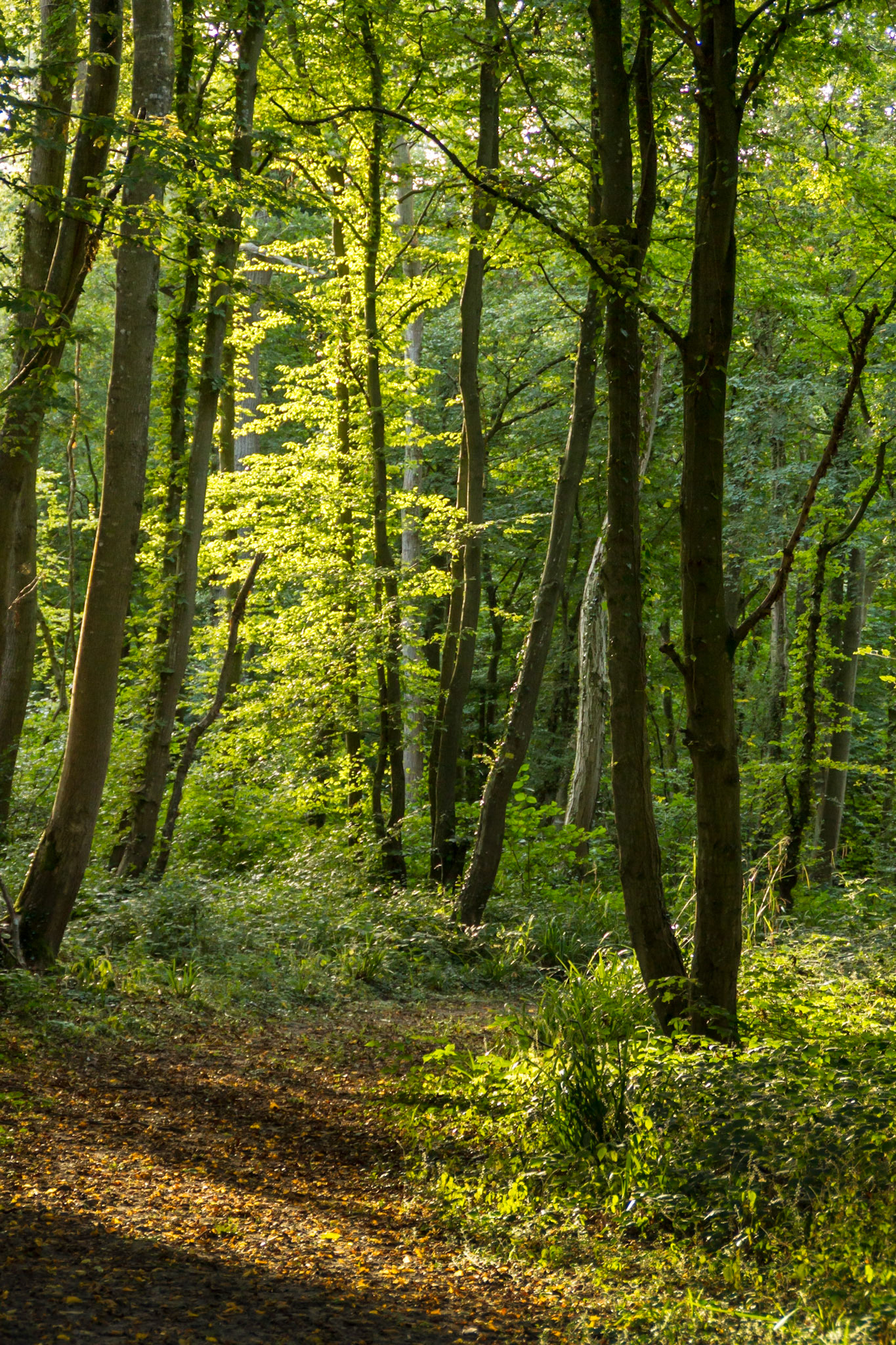 Sentier dans la forêt de Boulogne, à proximité de Conteville-les-Boulogne. Pas-de-Calais.