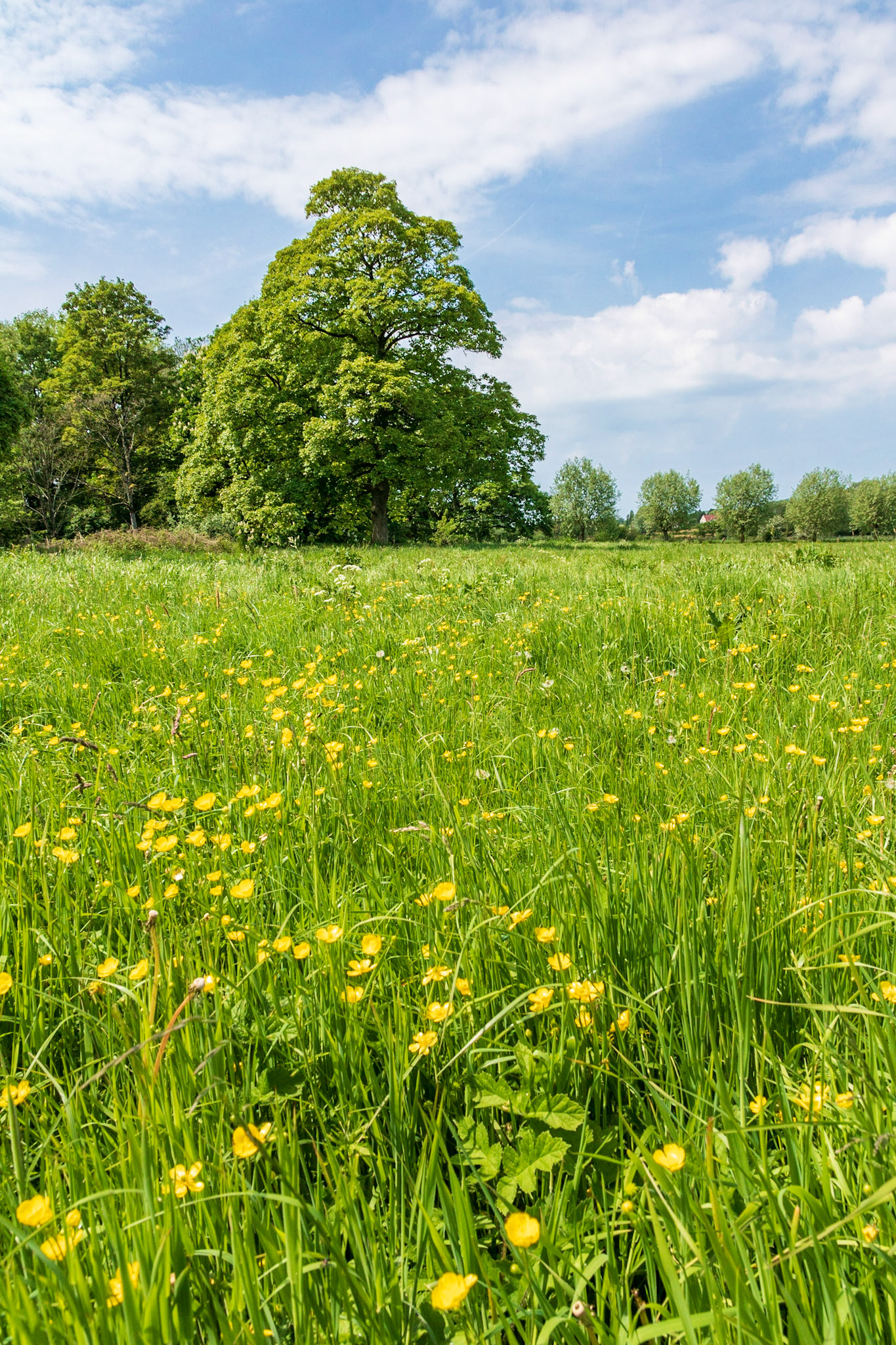 Renoncules dans une prairie et grand hêtre