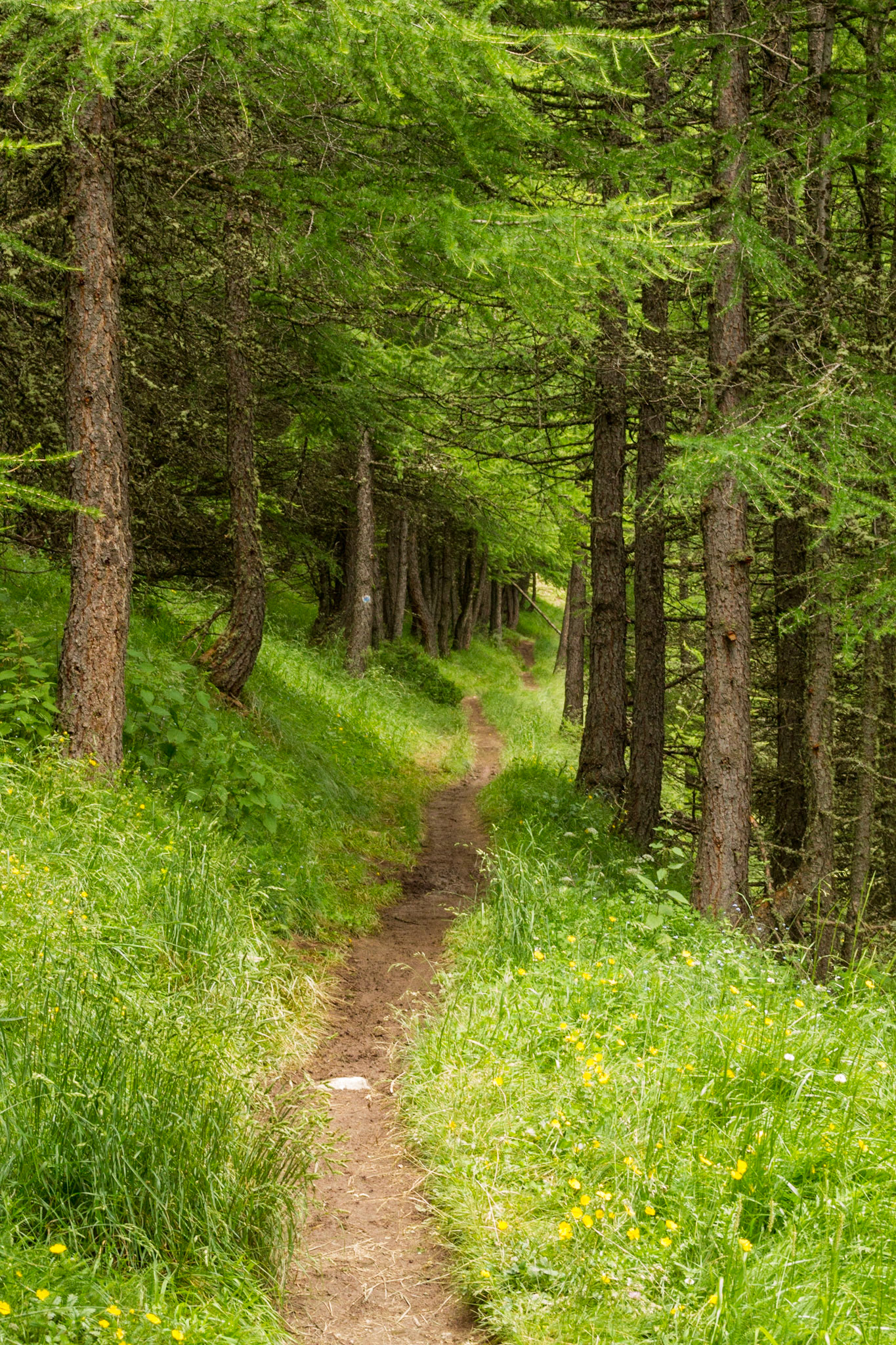 Sentier sous les mélèzes
