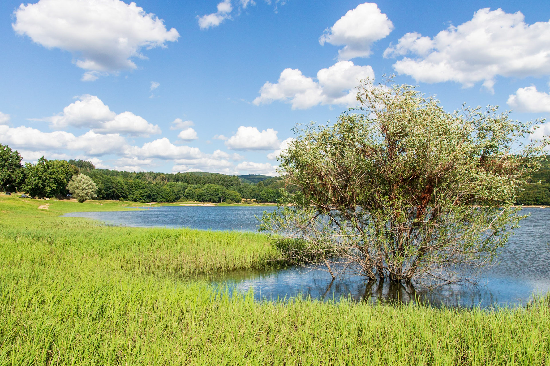 Saule immergé au bord du Lac de Pannecière