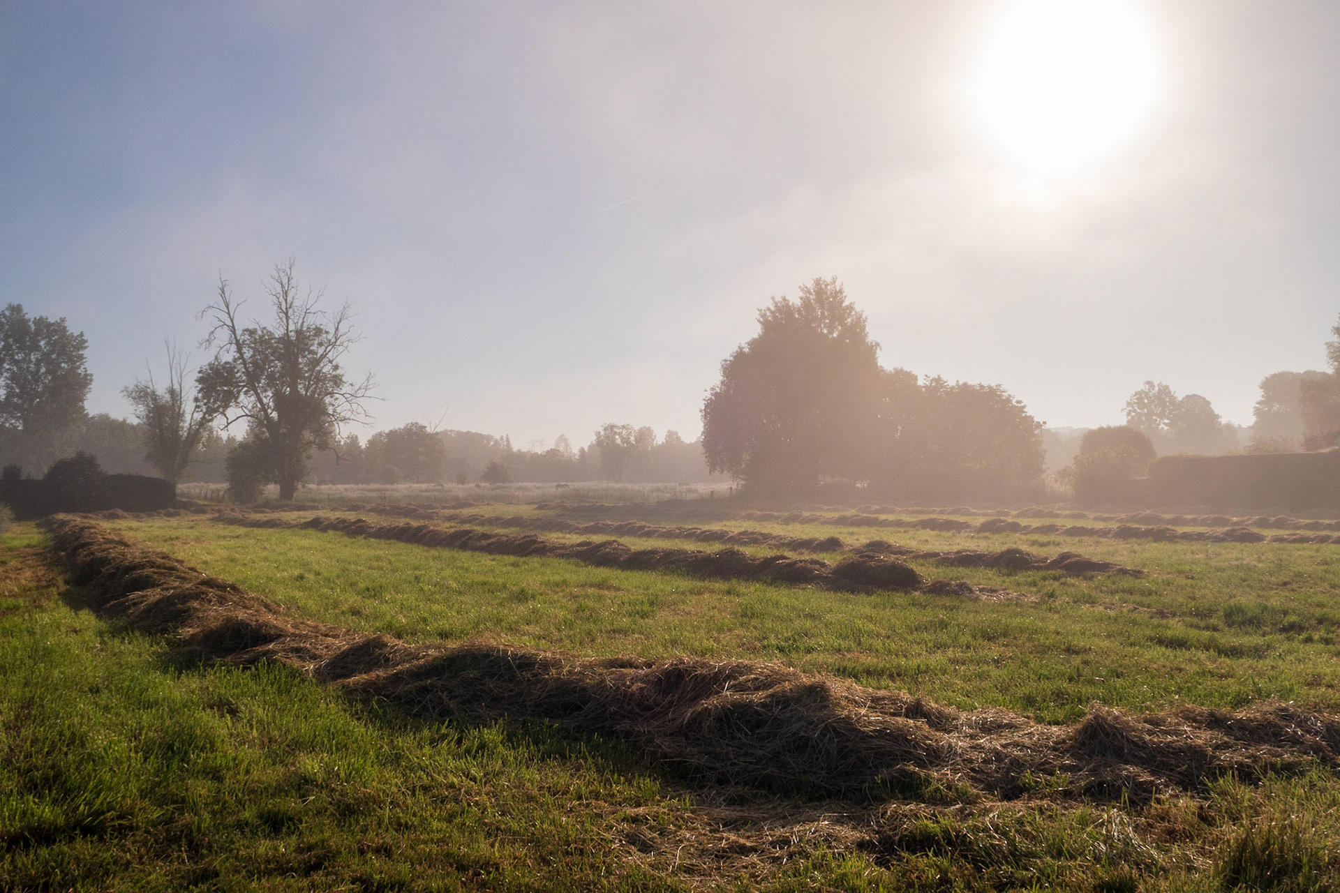 Pré fauché dans la brume matinale