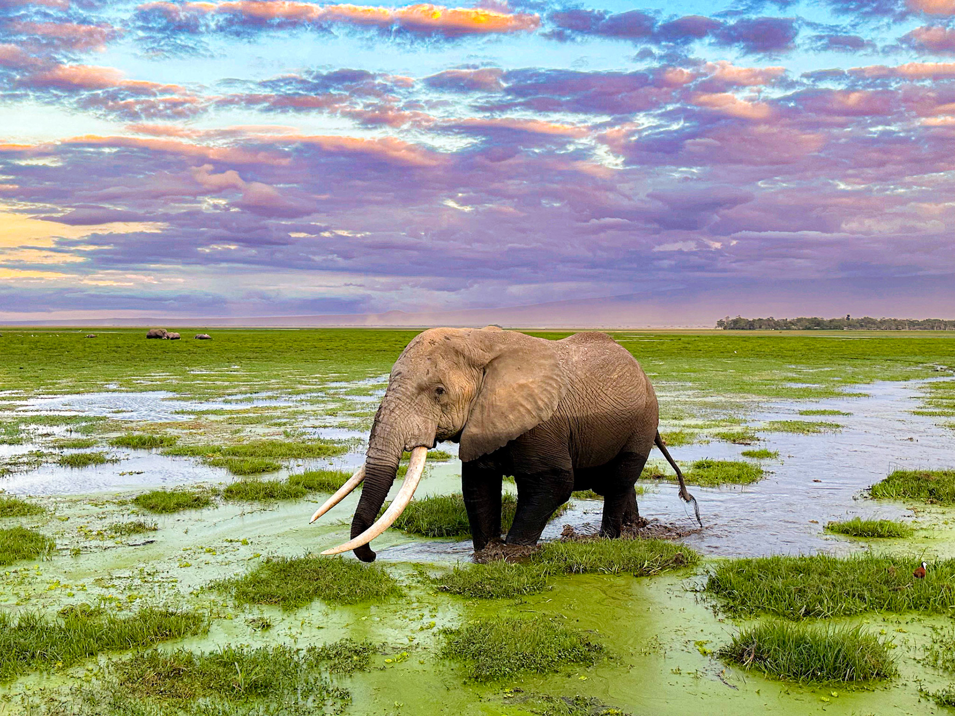 A majestic elephant, endowed with colossal tusks, stands dominantly in the midst of Amboseli's water-filled green savannah. The landscape, a blend of mud and marsh, only amplifies the creature's raw and unparalleled power.
