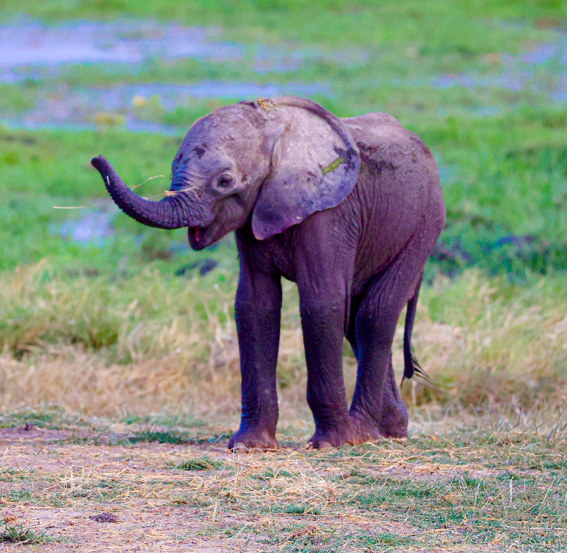 A close-up of a delightful baby elephant, trunk raised high, bearing a radiant smile. His exuberance and pure happiness illuminate the frame, capturing the heartwarming spirit of youth in the wild.