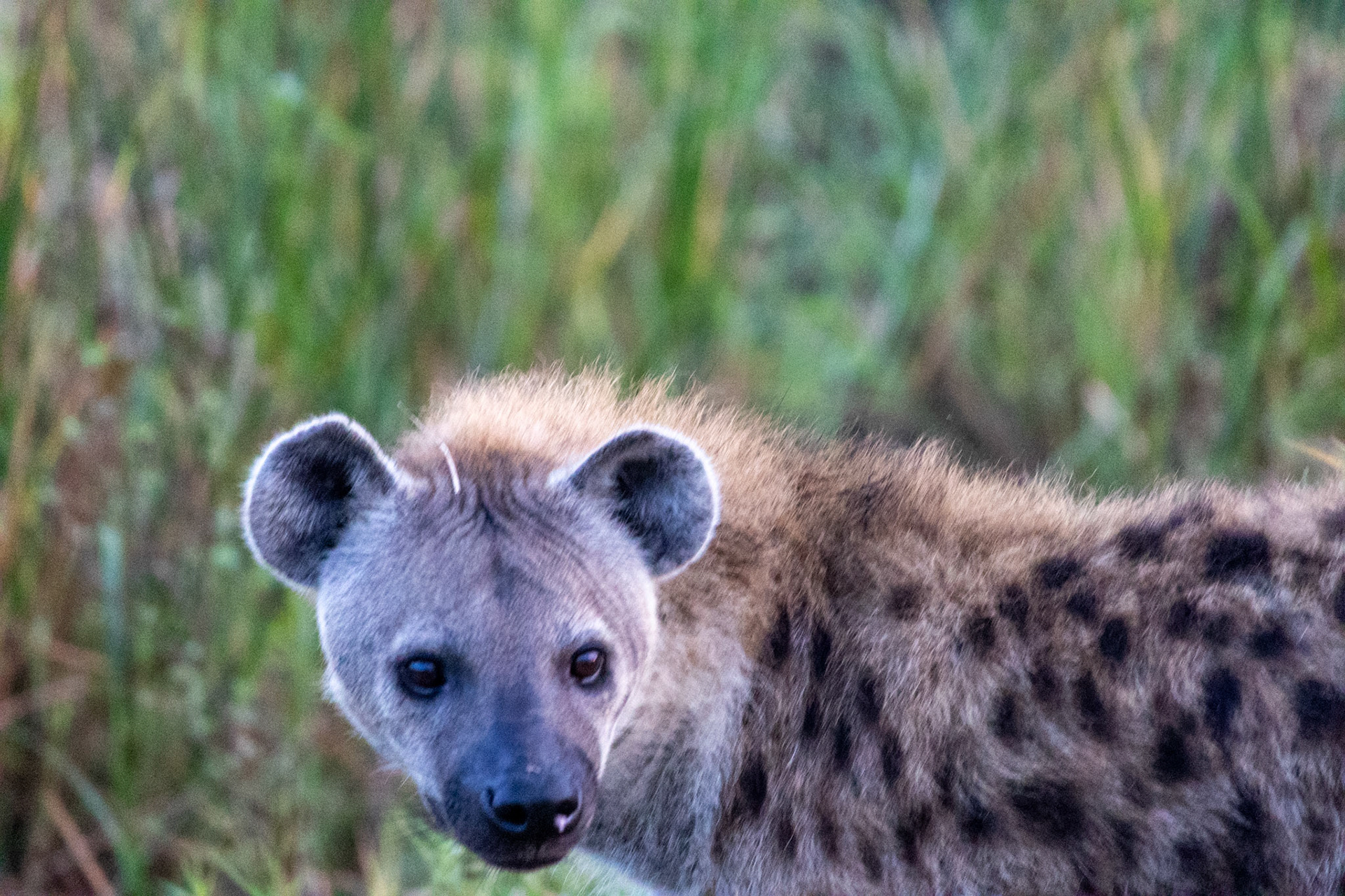 In the Maasai Mara, a close-up encounter with a cunning hyena. Her gaze, intense and calculating, reveals the stealth of a skilled hunter.