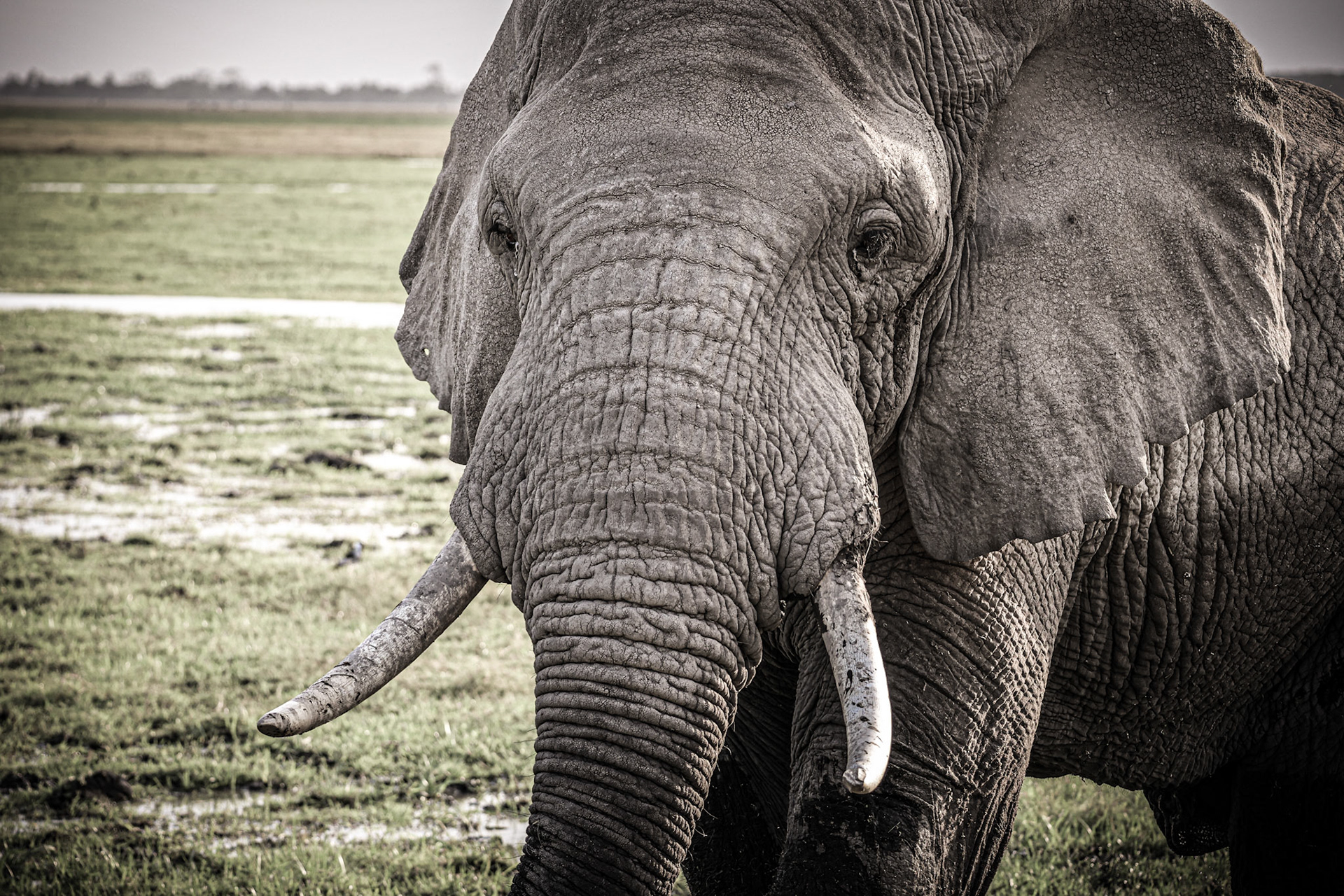 This close-up in black and white captures more than an image; it tells the story of a species that's both mighty and vulnerable. Let's pledge to protect them for future generations.