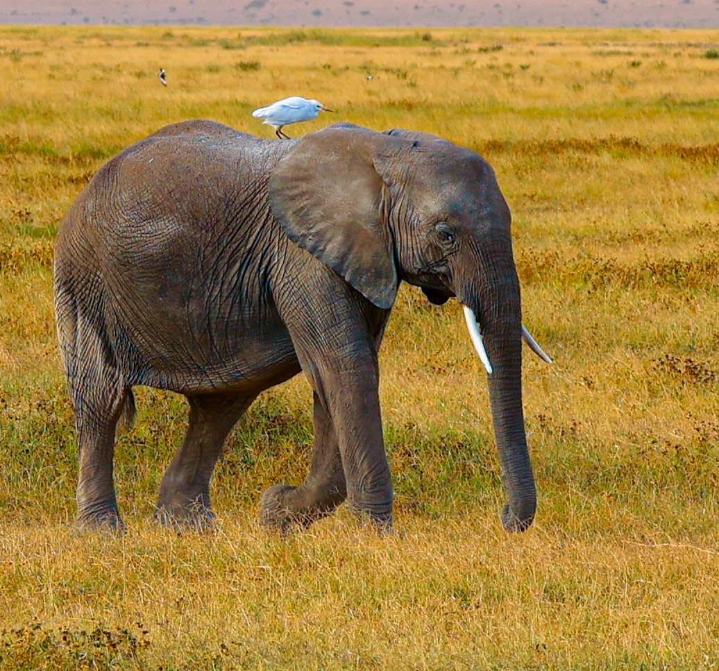 Elephant is transporting birds and other animals when they migrate