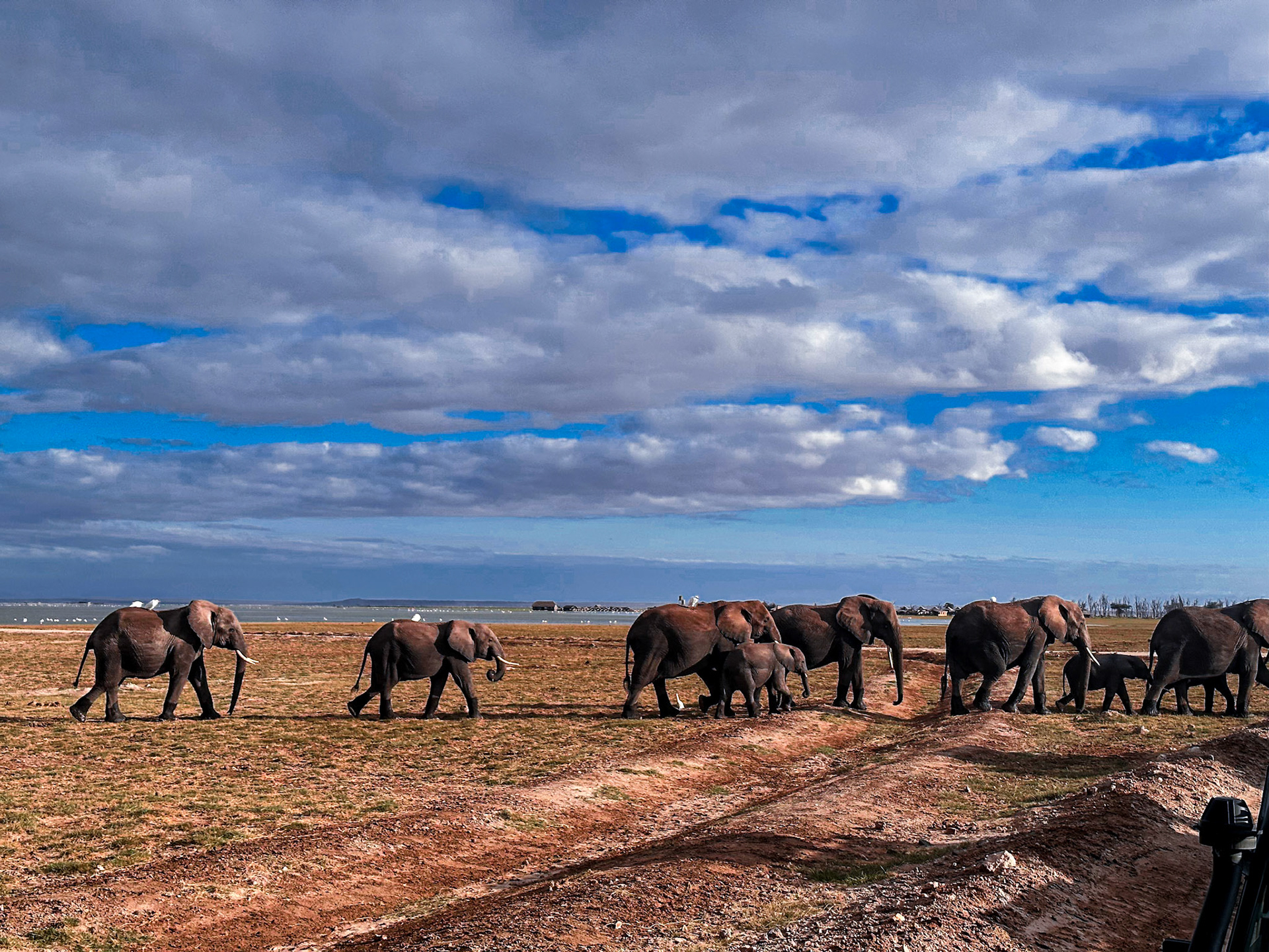An awe-inspiring elephant parade in Amboseli: Majestic adults and playful calves, crossing the savannah and the road, commanding respect with every step.