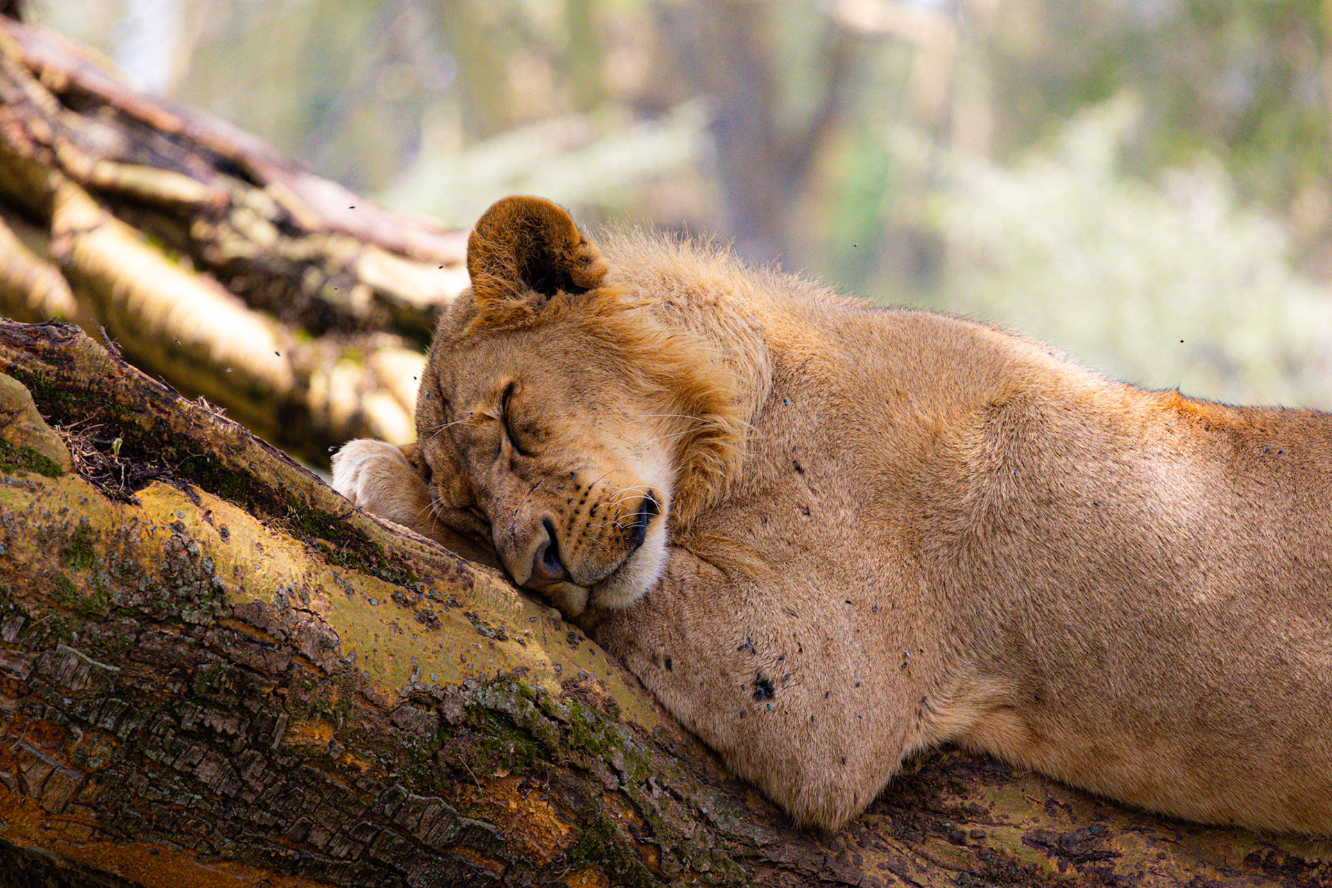 A rare and tranquil sight: a lion, the king of the savannah, finds solace in the branches of a tree, embracing a peaceful slumber high above the ground.