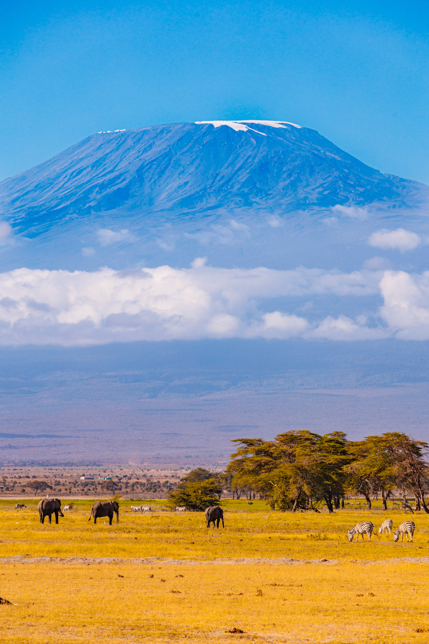 Kilimanjaro's Kingdom