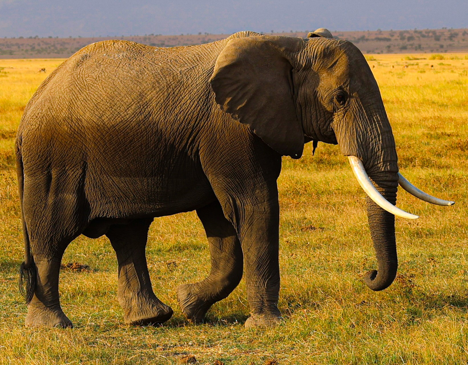 A detailed glimpse into the captivating essence of a lone elephant in Amboseli. His grand tusks and focused gaze tell tales of the wilderness and its many stories.