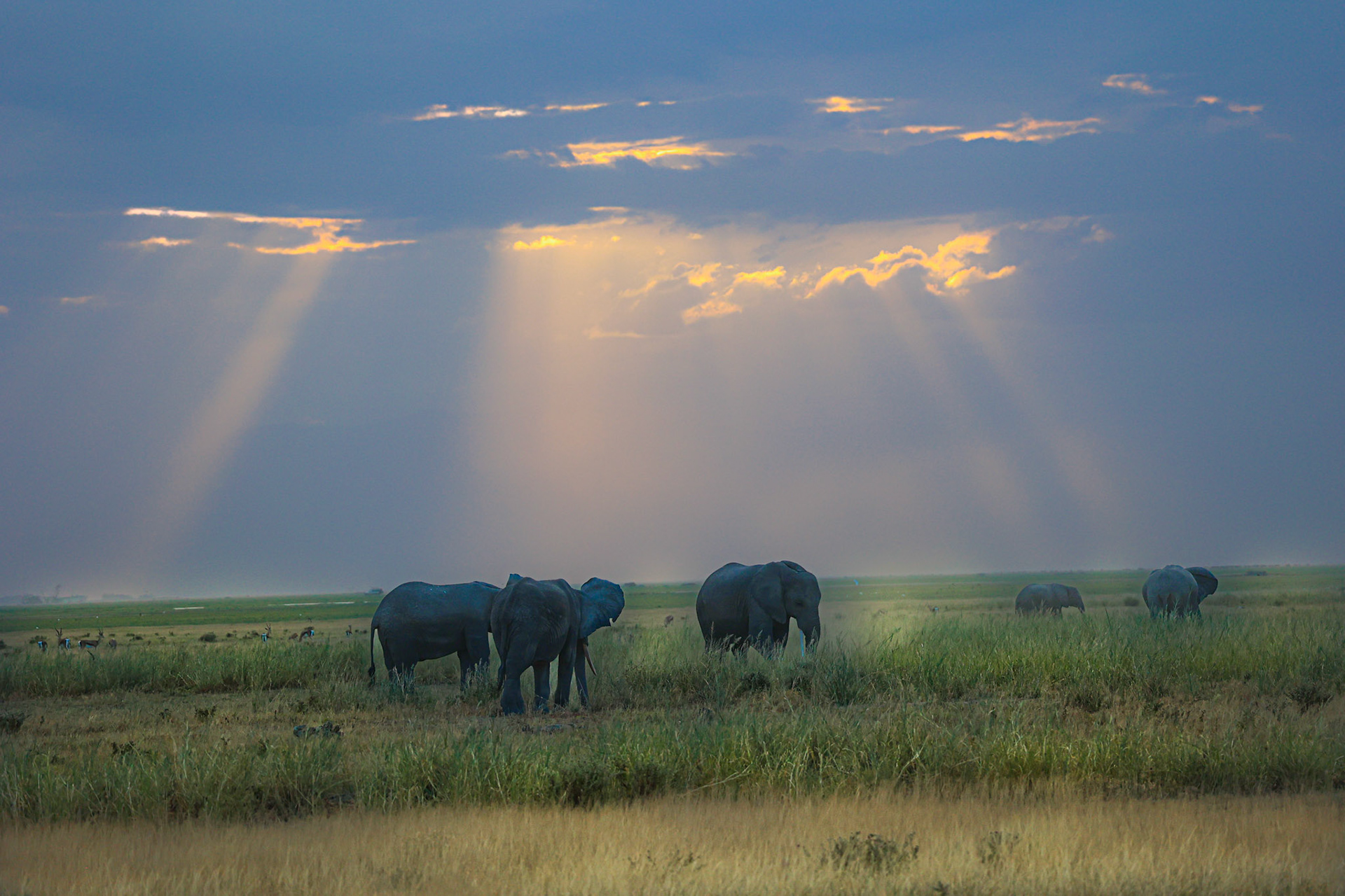 In a moment of pure serendipity, sun rays pierce through the cloud cover, bathing the Amboseli savannah in ethereal light. Elephants graze on the verdant patch amidst the golden grass, while antelopes and other denizens of the plains play their part in this mesmerizing tableau.