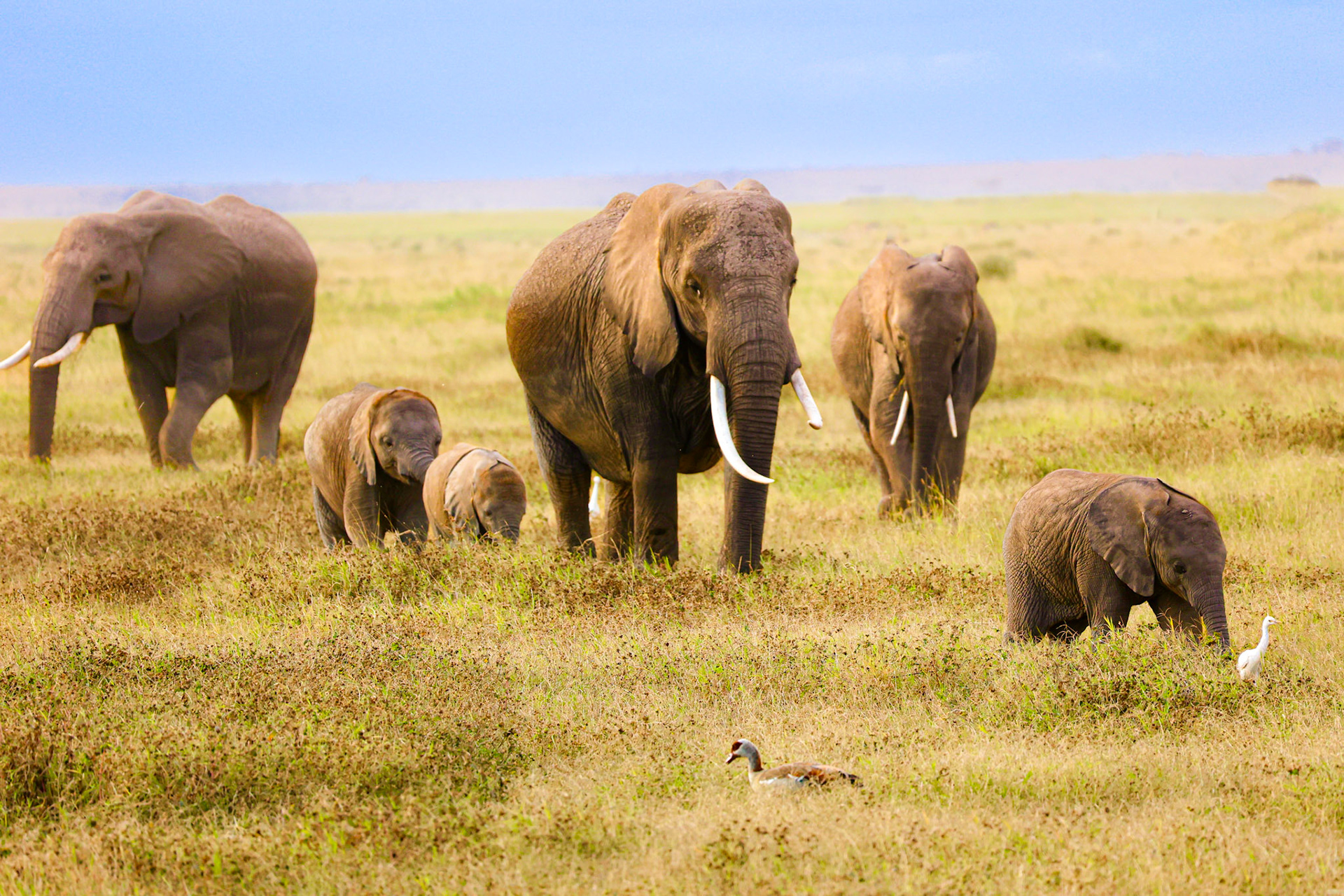 In the lush grasslands of Amboseli Park, a family of elephants – three poised adults leading three playful young – march with purpose. Their grand procession is humorously halted by a solitary duck, unconcerned and unperturbed, adding a touch of whimsy to the majestic landscape.