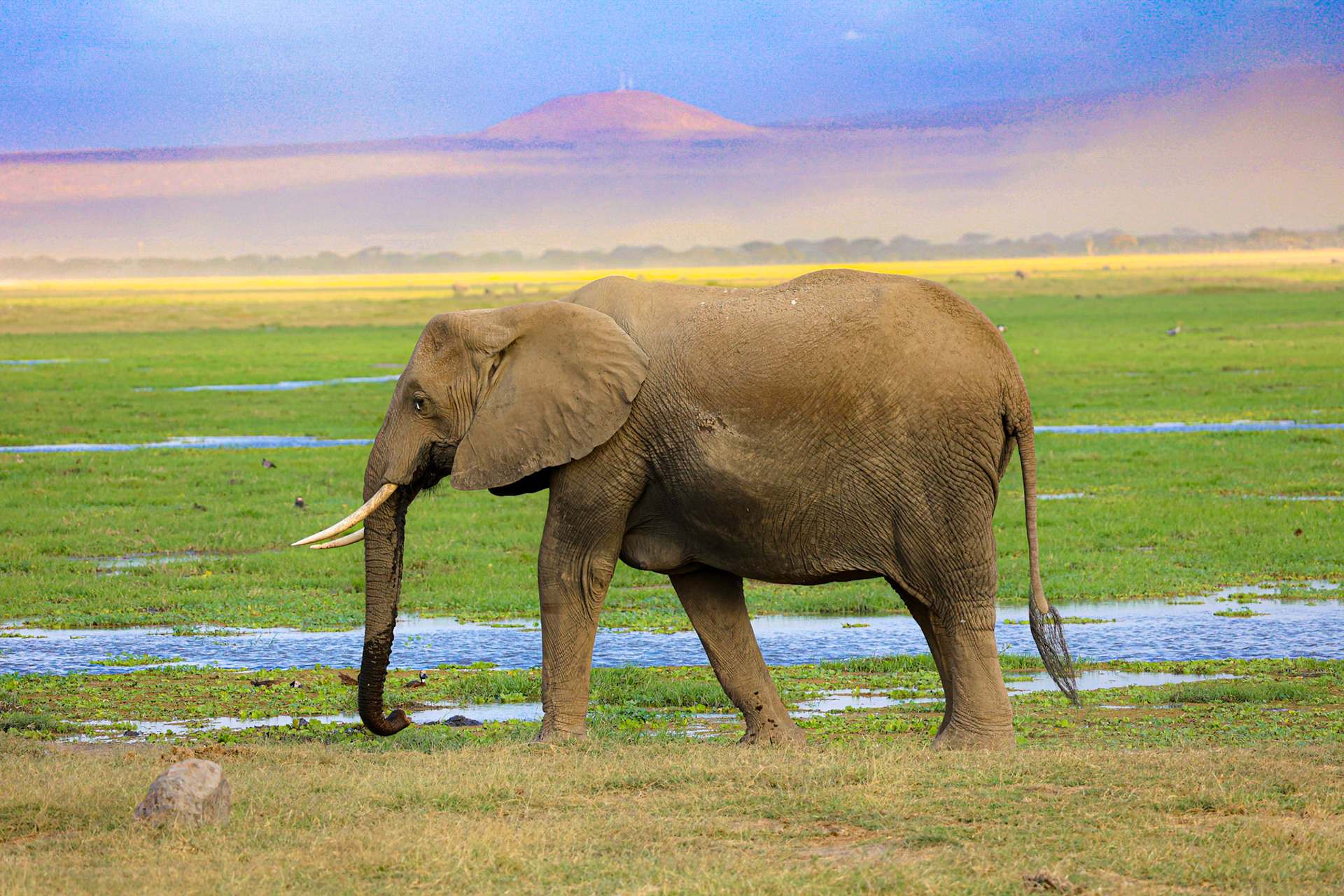 A majestic elephant, characterized by his grand tusks, marches with singular focus across the natural tapestry of Amboseli, exuding both power and grace.