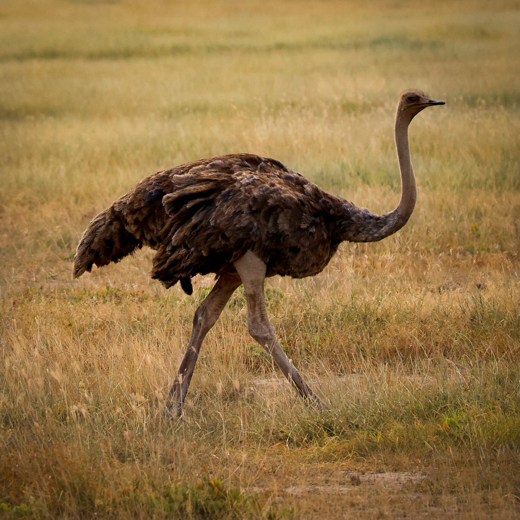 A captivating close-up of an ostrich, its sharp eyes and textured feathers telling tales of life on the vast plains, capturing the essence of nature's wonder in every detail.