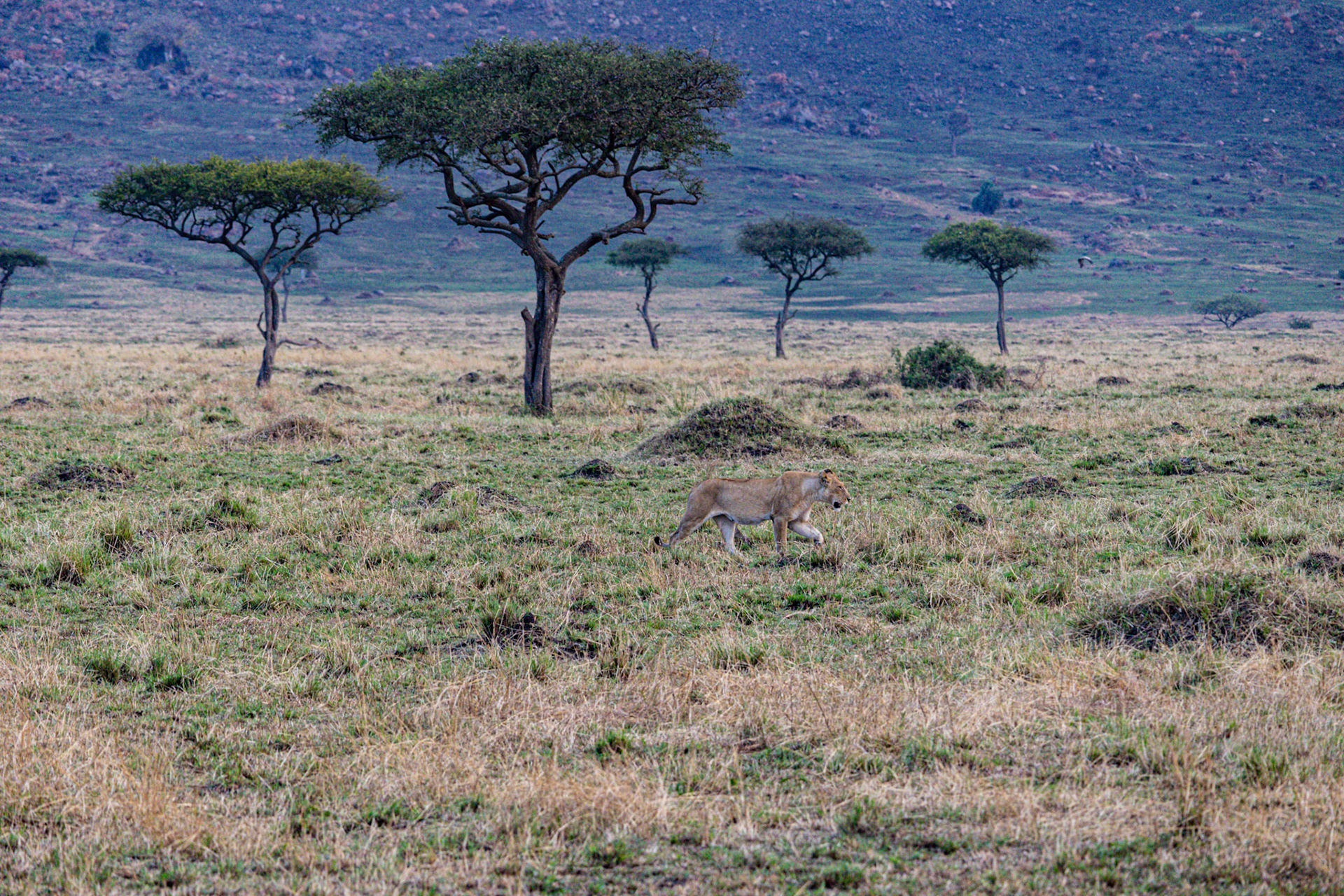 A young male lion strides with purpose through the savannah, his focus unwavering, under the watchful eyes of circling vultures.