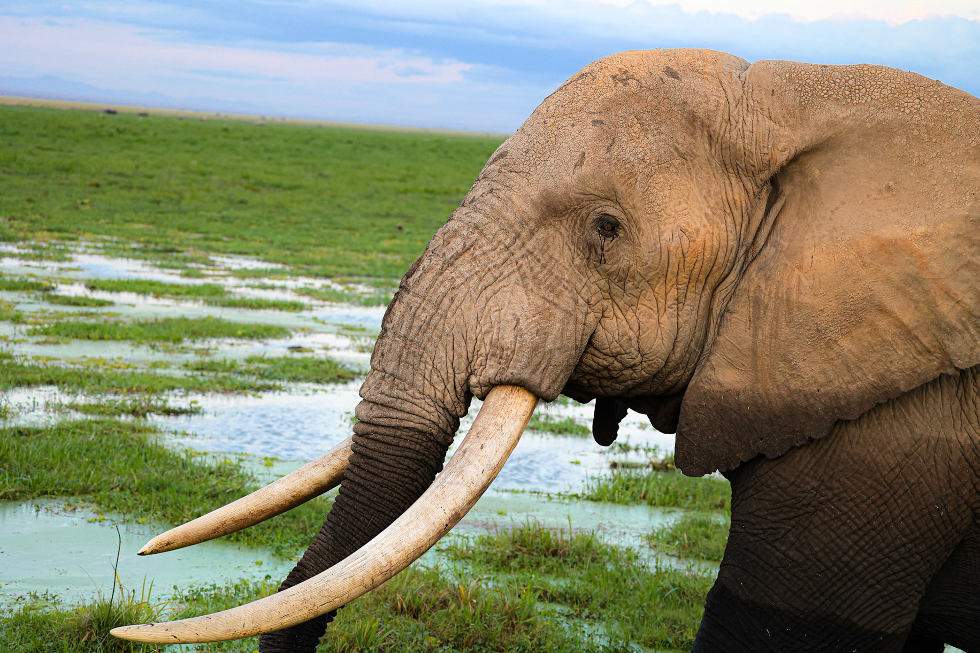 An intimate close-up captures the majestic profile of an elephant, with its impressive tusks dominating the frame. The soft greenery and hint of water in the background add a serene backdrop to this powerful portrait.