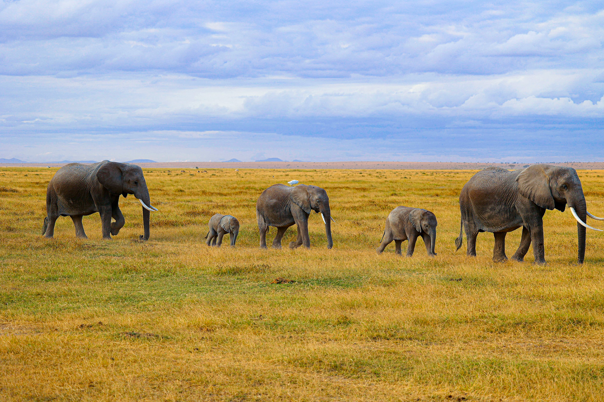 In the lush grasslands of Amboseli Park, a family of elephants march with purpose