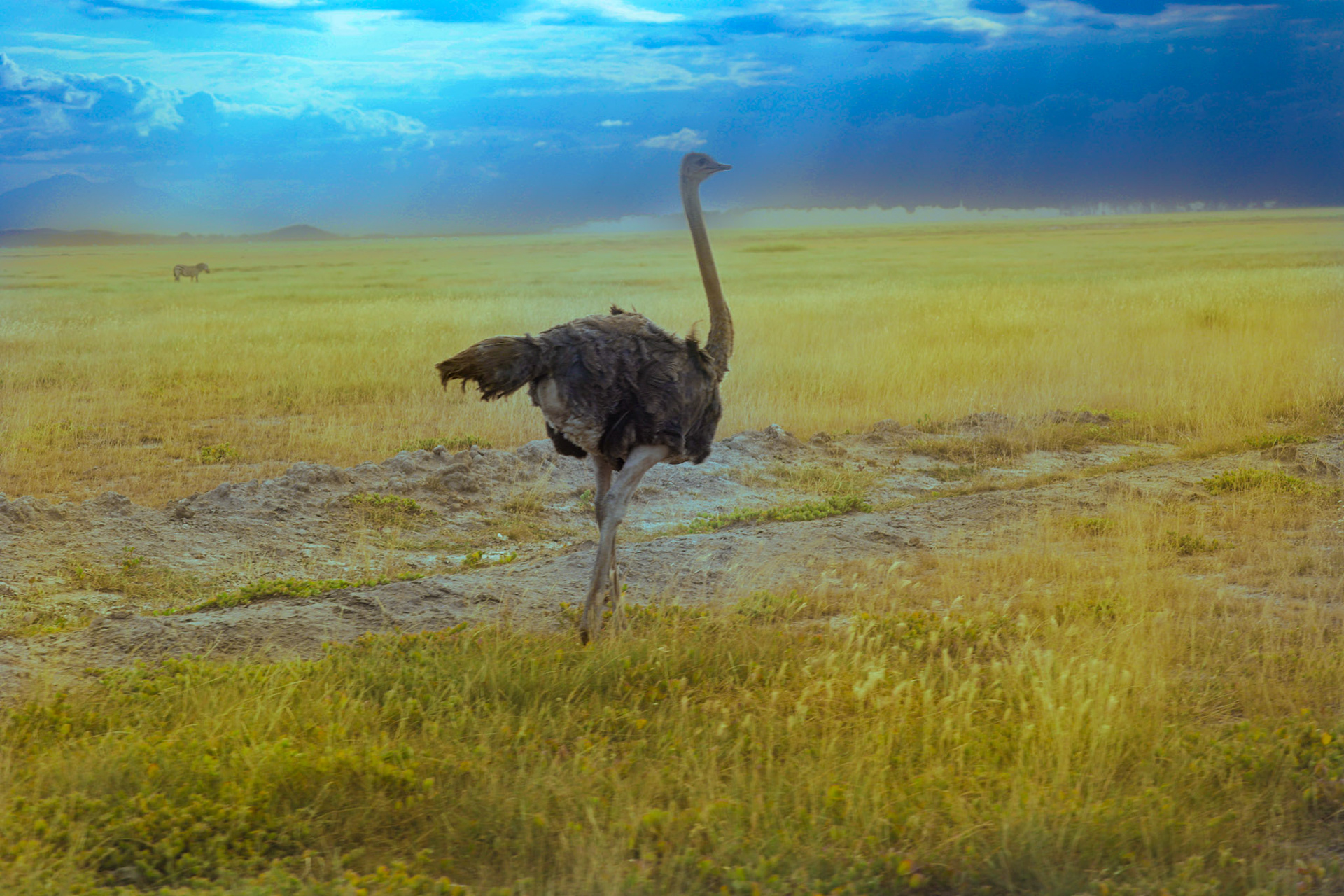 "Under a vast expanse of blue, sun rays pierce the heavens, illuminating the lone ostrich as it strides confidently across the savannah. In the distance, the subtle silhouette of a zebra adds depth and intrigue to this picturesque Amboseli tableau.