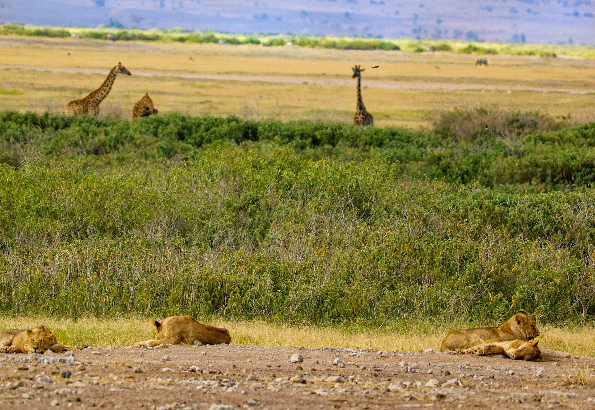 A quartet of lions lounge leisurely in the foreground, unbeknownst to the giraffes feasting on bushes further back. An elephant ambles in the distance, tying together a captivating scene of Kenyan wildlife.