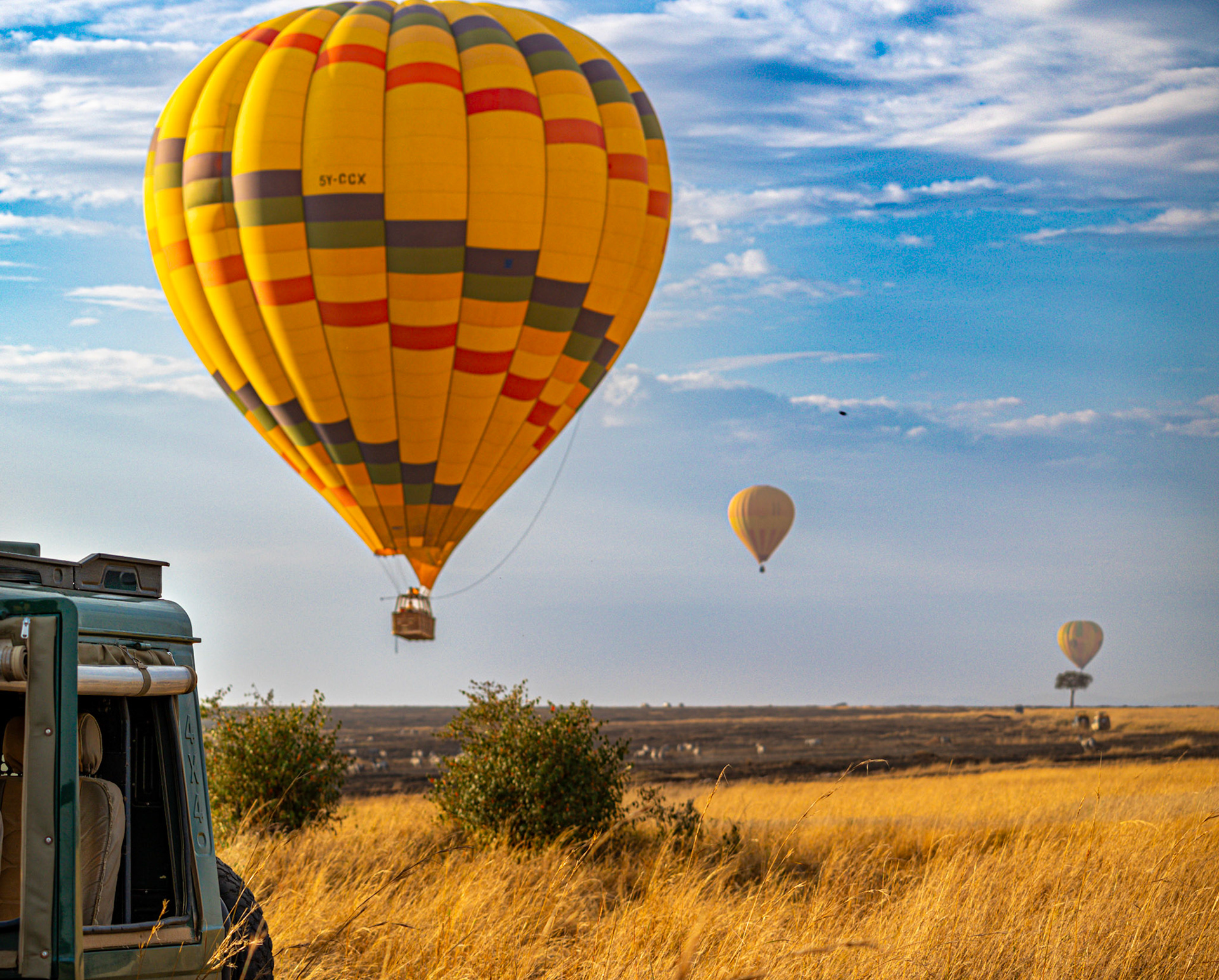 Under a crisp blue sky, vibrant hot air balloons gracefully descend upon the sunlit, golden savannah of the Maasai Mara. The hint of a safari jeep at the frame's edge adds to the adventure, as the wilderness awakens to a new day.