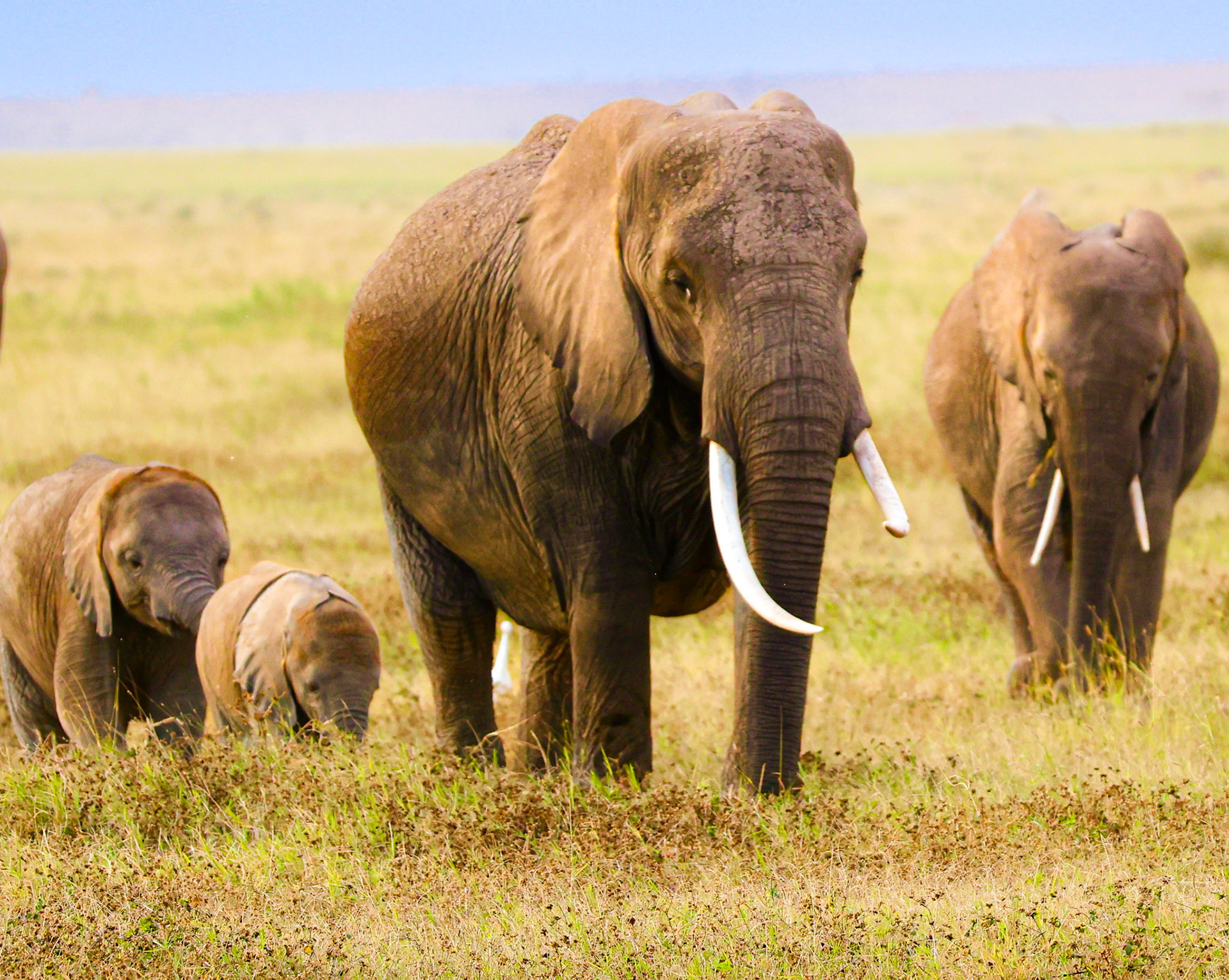 In the lush grasslands of Amboseli Park, a family of elephants leading playful young