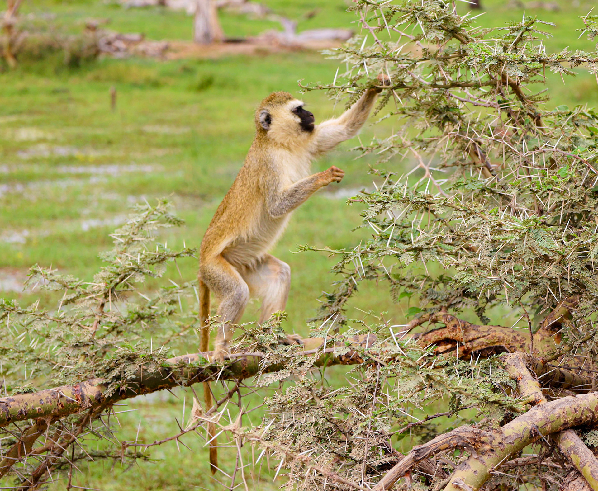 A curious monkey extends its arm, gracefully bridging the gap between branches in pursuit of its next meal.