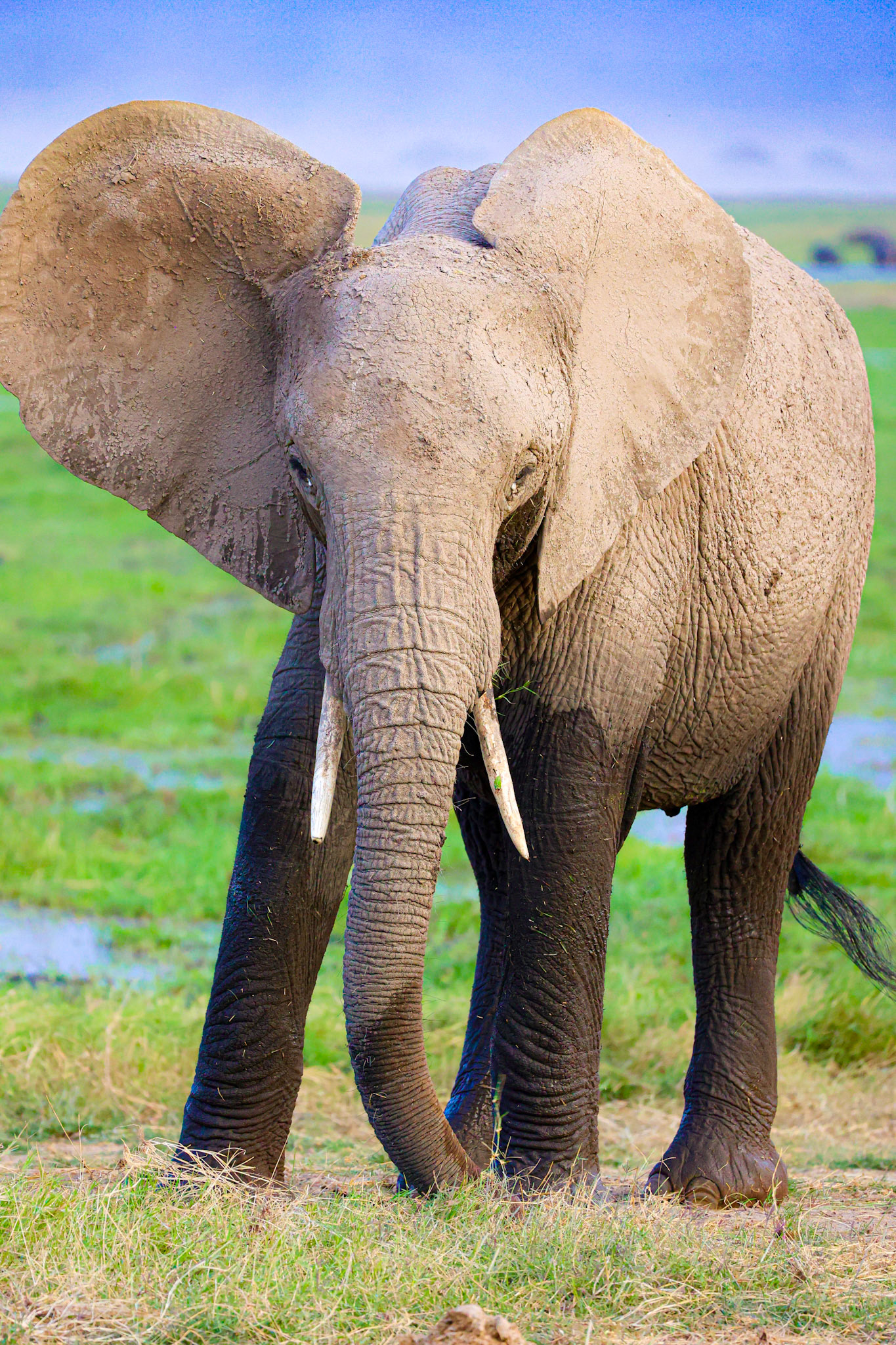 An arresting close-up reveals the intricate details of an elephant's countenance – from its textured skin, powerful tusks, to its vast, flapping ears, encapsulating the raw essence of nature's majesty.