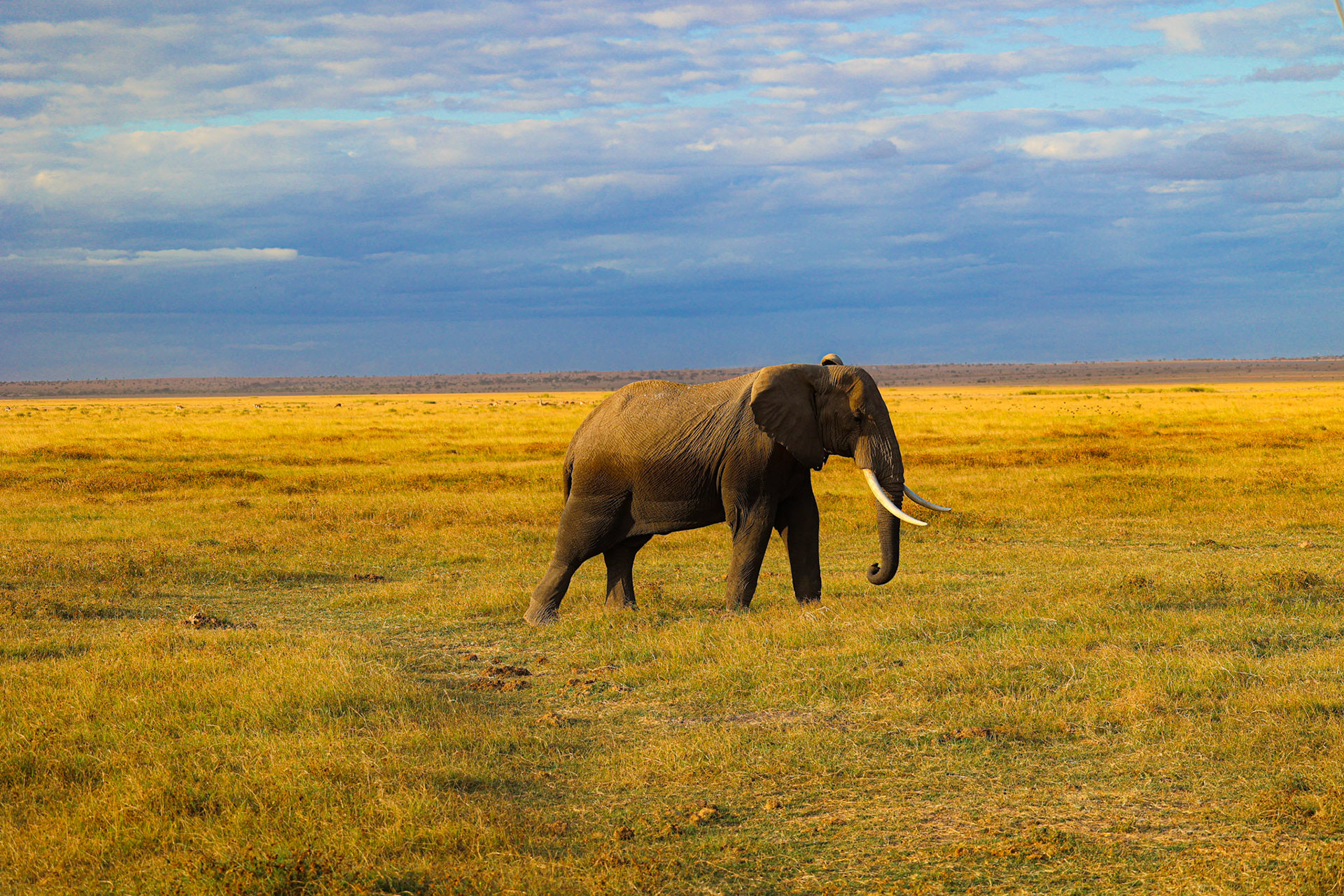 An imposing elephant with grand tusks strides confidently across the vast green expanse of the savannah, a singular icon under the vast blue sky, embodying the wild spirit of Kenya's landscapes.