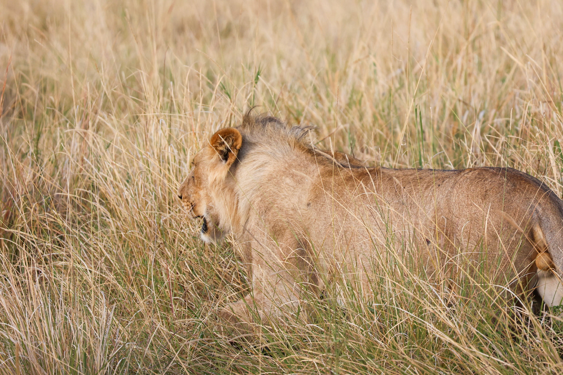 A young male lion, his coat blending seamlessly with the tall grass, masters the art of the stealthy approach.