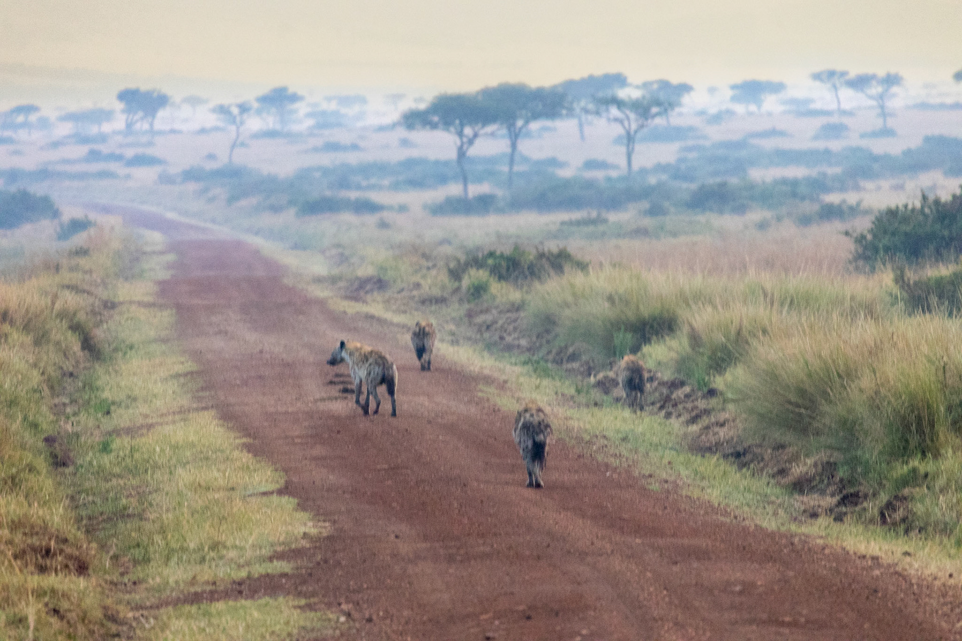 A quartet of hyenas on the prowl, their focused strides along the main road signaling the start of the hunt.