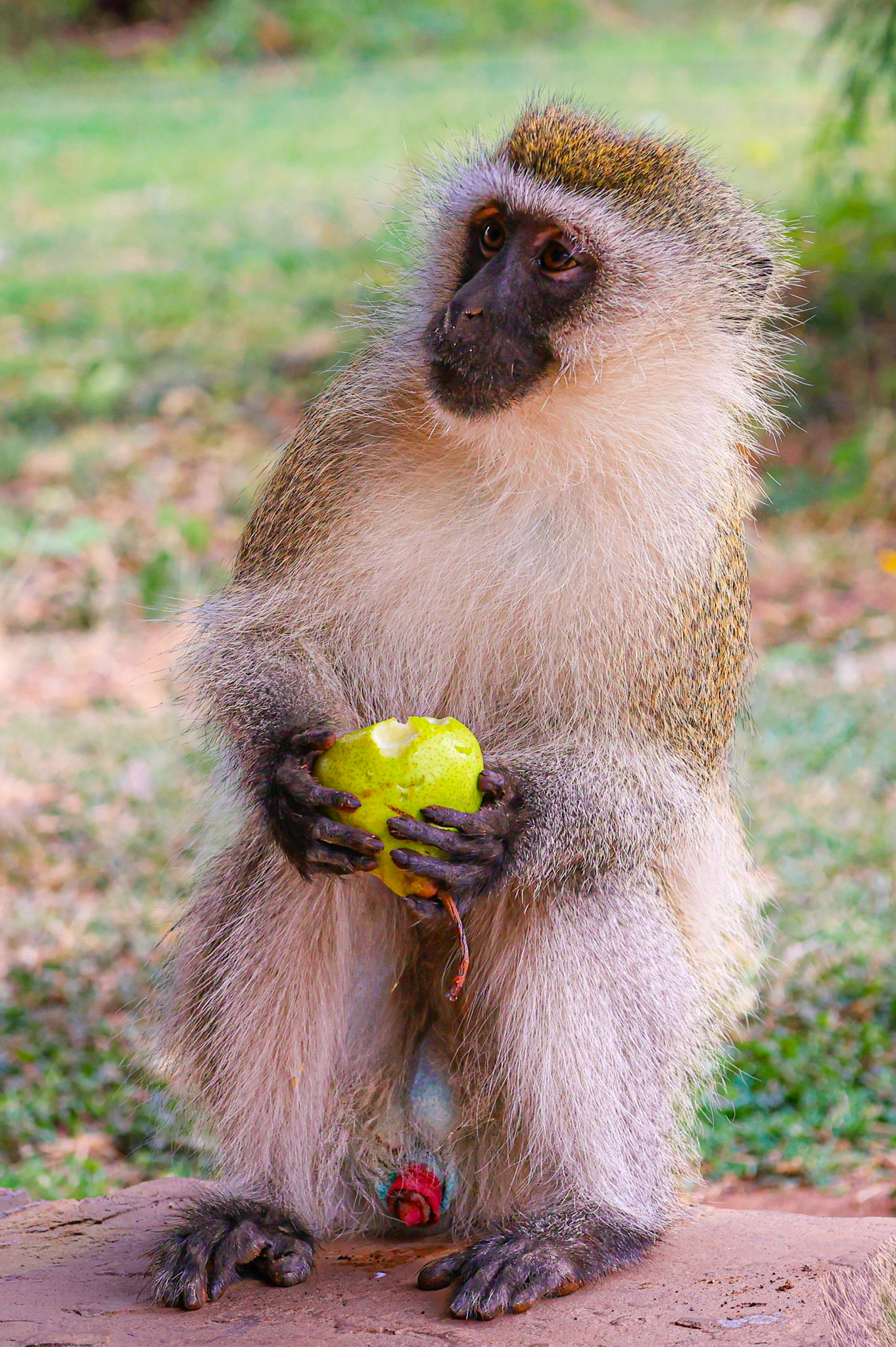 With a pear clutched in his grasp and a curious gaze to the side, this monkey appears to be contemplating his next delightful find.