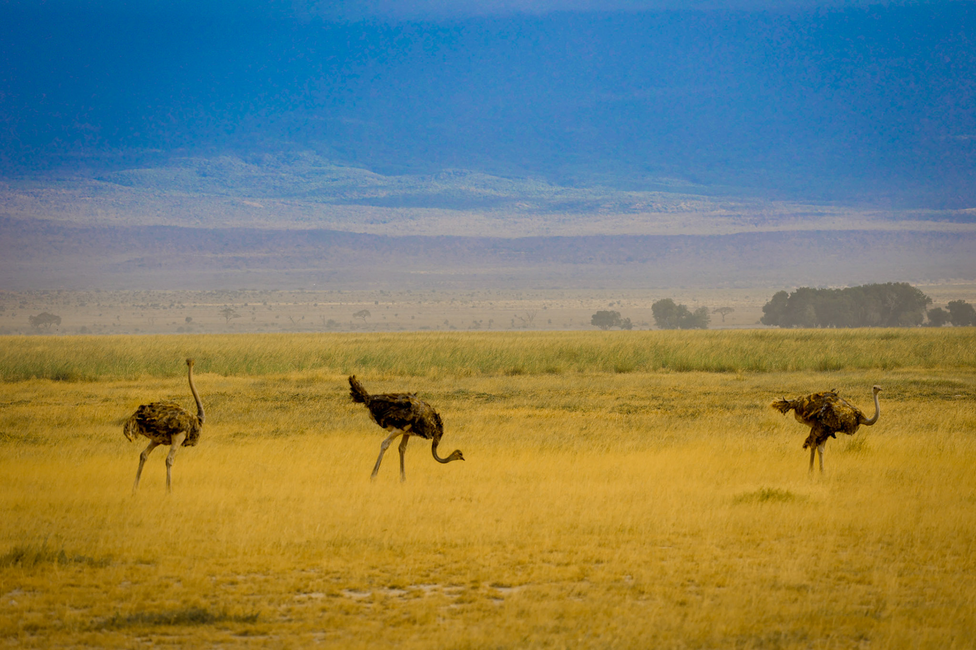 Three ostriches journey together, their silhouettes standing out against the expansive savannah backdrop. The horizon stretches infinitely behind them, with the yellow-greenish grass painting a picture of nature's vastness.