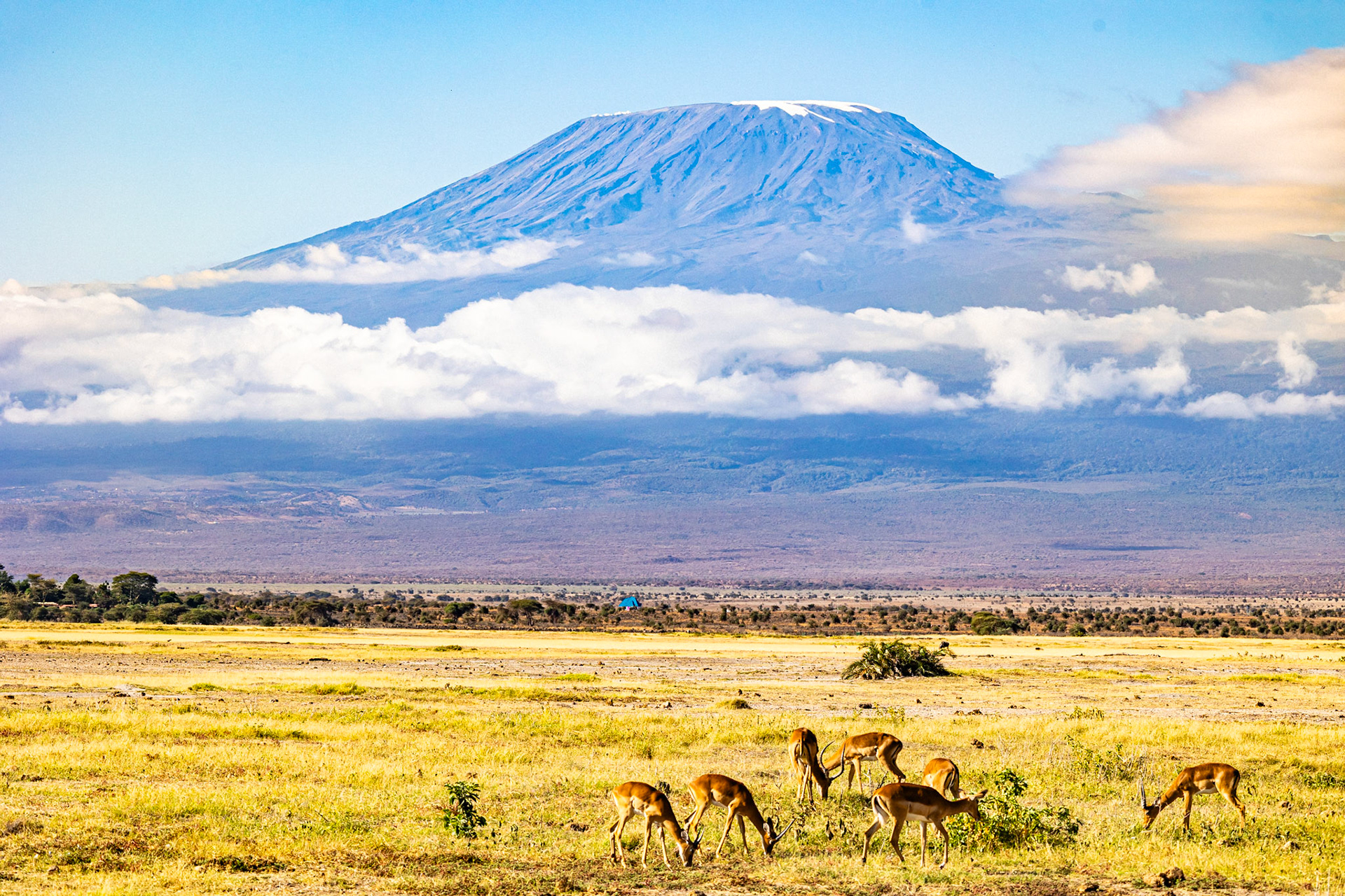 Kilimanjaro's Kingdom