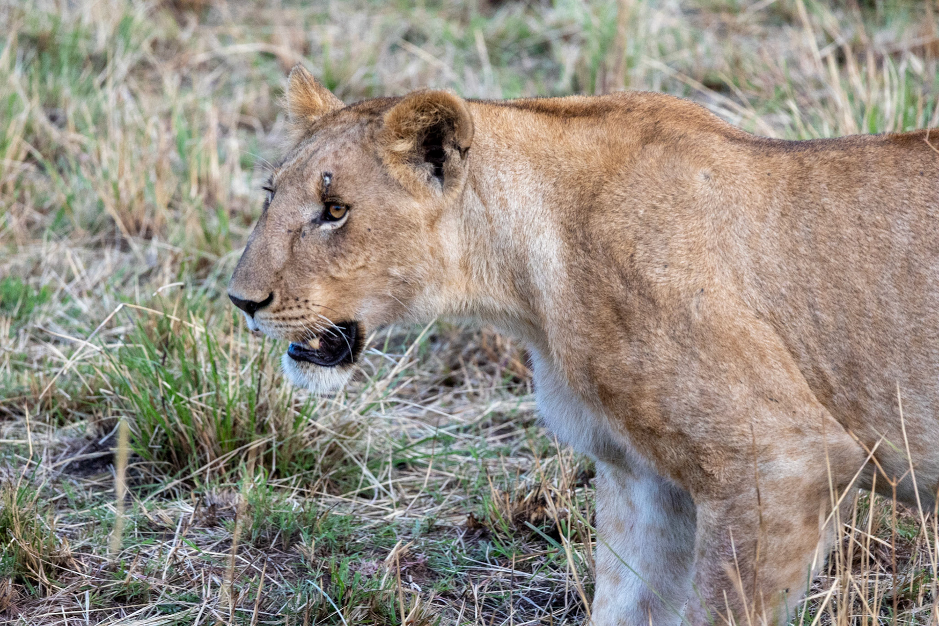 A close-up of a lioness, her battle-scarred face a testament to her survival, eyes fixed on the hunt ahead.