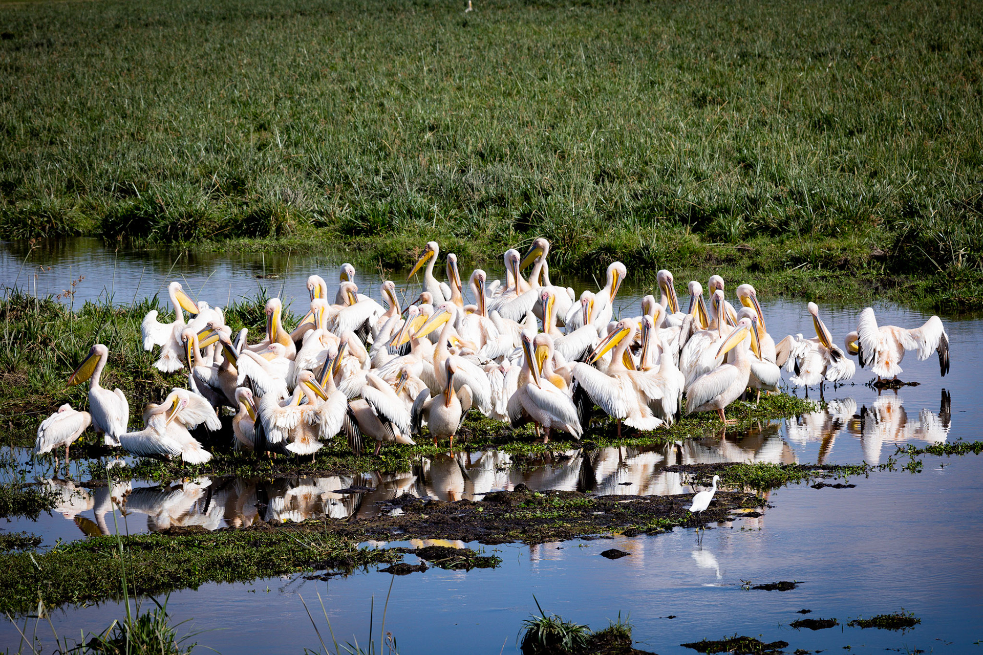 A congregation of pelicans in Kenya, perfectly at home in their watery haven. A serene snapshot of communal life in the wild.
